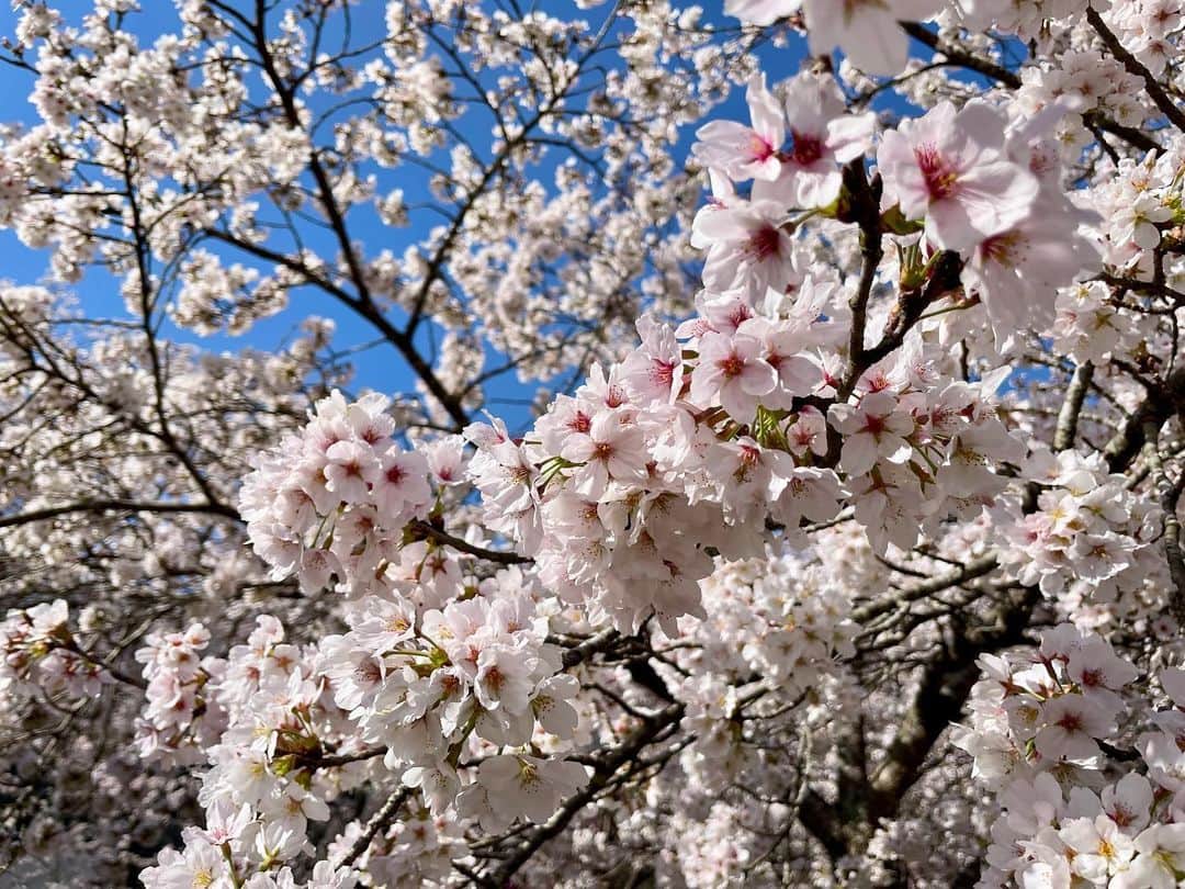 田村友里さんのインスタグラム写真 - (田村友里Instagram)「※廃線路なので立ち入り可能です※ 今日のTHETIME,中継は『安野花の駅公園』から🌸 廃線となった線路を歩きながら、 今がまさに満開の桜を楽しめます😆 思わず、スタンド•バイ・ミーごっこしちゃいました！ 気温は3度です。  #thetime_tbs #列島中継 #安芸太田町 #安野花の駅公園 #桜 #花見　 #ご覧いただきありがとうございました🙋‍♀️  .」3月28日 12時51分 - yuri_tamura0894