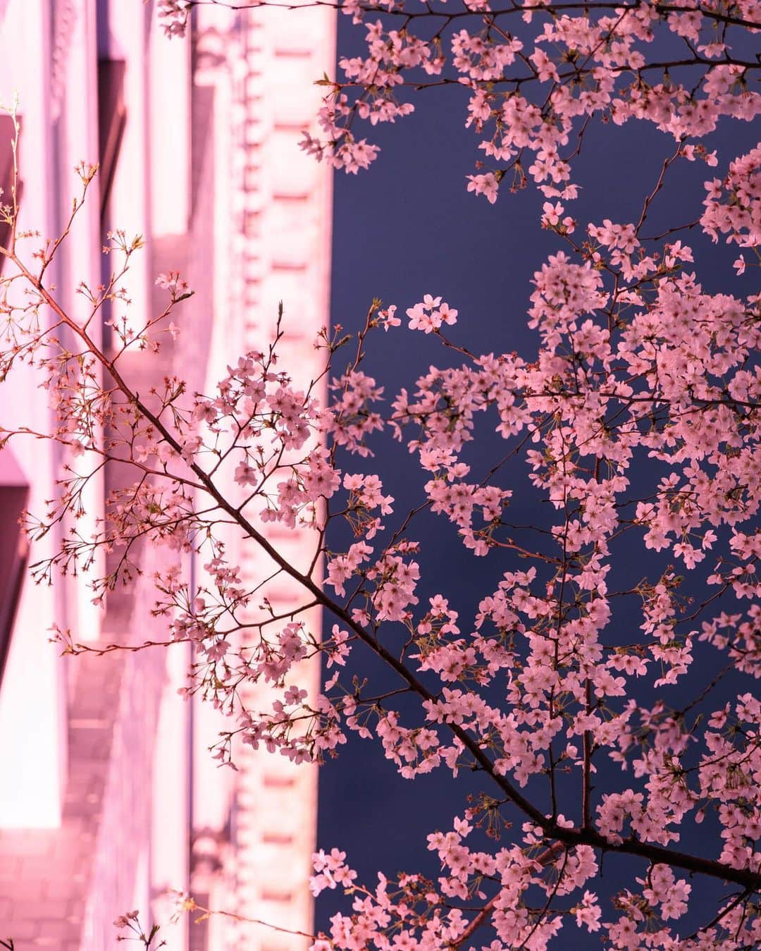 SHOCK EYEさんのインスタグラム写真 - (SHOCK EYEInstagram)「ピンク色にライトアップされた日本橋の江戸桜通り🌸✨ 石造りの歴史を感じるビルと夜桜がとても素敵だったよ＾＾ 重要文化財の三越本店と三井本館に囲まれた江戸桜通り、是非皆さんも。  #桜 #日本橋 #江戸桜通り #tokyo #cherryblossom」3月28日 12時55分 - shockeye_official
