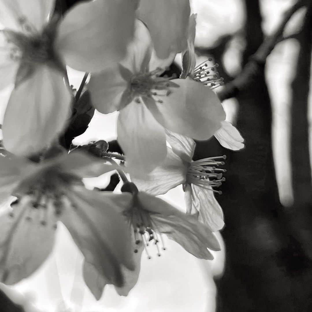 広瀬未花のインスタグラム：「・ 花冷えの朝でしたね〜☔️ 桜も今週中が見頃なので、どこかでお花見にいけたらなぁ〜って思っている間に散ってしまいそう😂 晴れてほしいなぁ。  この時季は卒業や転勤など、新生活がはじまり環境が変わる方も多いのではないでしょうか？まさに、MOVEな季節ですよね😌 余談ですが、、今の私にもピッタリな言葉です。 それもそのはず、先日まで開催されていた写真展のタイトルは〝MOVE〟 とてもシンプルな言葉だけど、人それぞれの解釈が出来て捉え方が違うのも興味深く、個人的にとても好きなワードです。 〝感動する〟〝動く・動かす〟〝卒業・立ち去る〟〝変化・進展〟〝引っ越し・異動〟... これら複数の意味合いがありますが、どの意味も人生のイベント事にマストで、一生涯を寄り添うようなキーワードでもあるので〝MOVE≒生きる〟と、私は捉えてます。  自分の人生で成し遂げたいこと、なりたい姿を想い描くとともに、身を置きたい場所を選択していくことを妥協したくないです。 同時に、限りある時間の中でやらない事を選択し続けていくことがいかに大事か、改めて実感しています。  納得のいく選択をしていけたら 良いですよね！ それができるよう、楽しみながら粛々と頑張ろう。  明後日もお仕事で京都出張なので、 撮影終わりに桜観光してこようかな〜🌸  #MOVETOLOVE #♡」