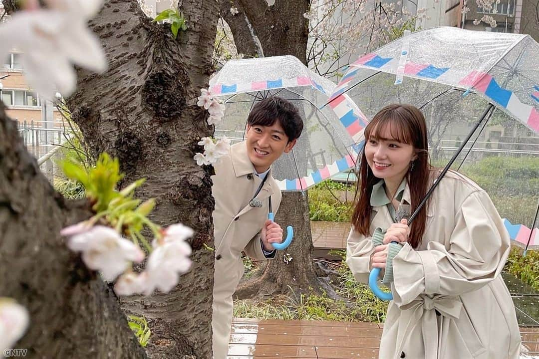 ZIP!さんのインスタグラム写真 - (ZIP!Instagram)「こちらは胴咲き桜🌸カワイイ☺️💕  #ZIPWeather #桜 #マーシュ彩 #小林正寿 #ZIP!🎀」3月28日 13時12分 - ntvzip