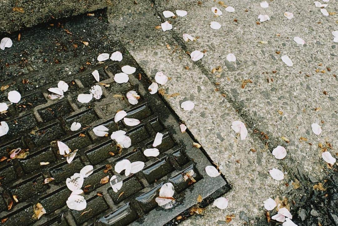 桜庭大翔さんのインスタグラム写真 - (桜庭大翔Instagram)「. 雨続いてたけど 案外まだ結構咲いてた. . . . #桜#cherryblossom」3月28日 18時44分 - rava_hart