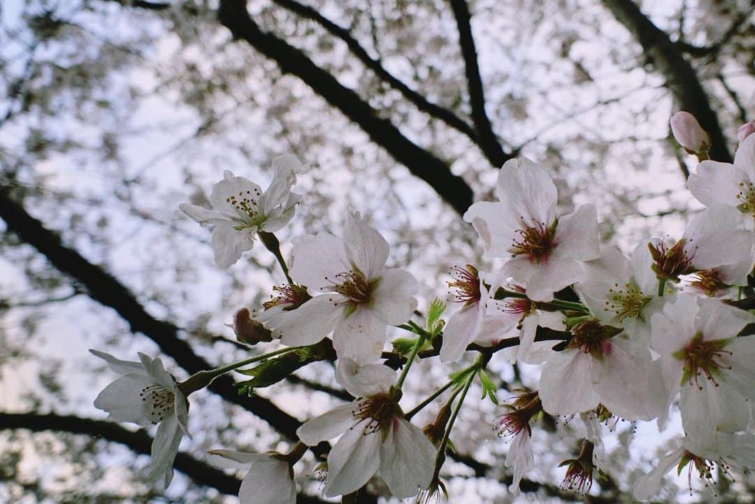 桜庭大翔さんのインスタグラム写真 - (桜庭大翔Instagram)「. 雨続いてたけど 案外まだ結構咲いてた. . . . #桜#cherryblossom」3月28日 18時44分 - rava_hart