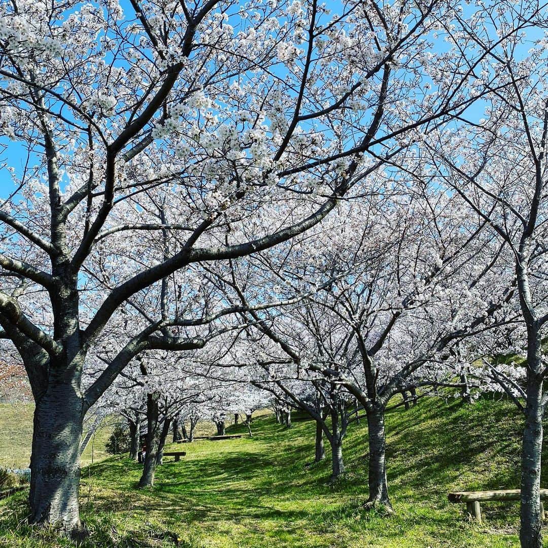西川忠志さんのインスタグラム写真 - (西川忠志Instagram)「満開  久しぶりに近所の野原へ。  桜が満開⭐️  最高です！  癒されます  感謝 西川忠志」3月28日 13時21分 - nishikawa_tada