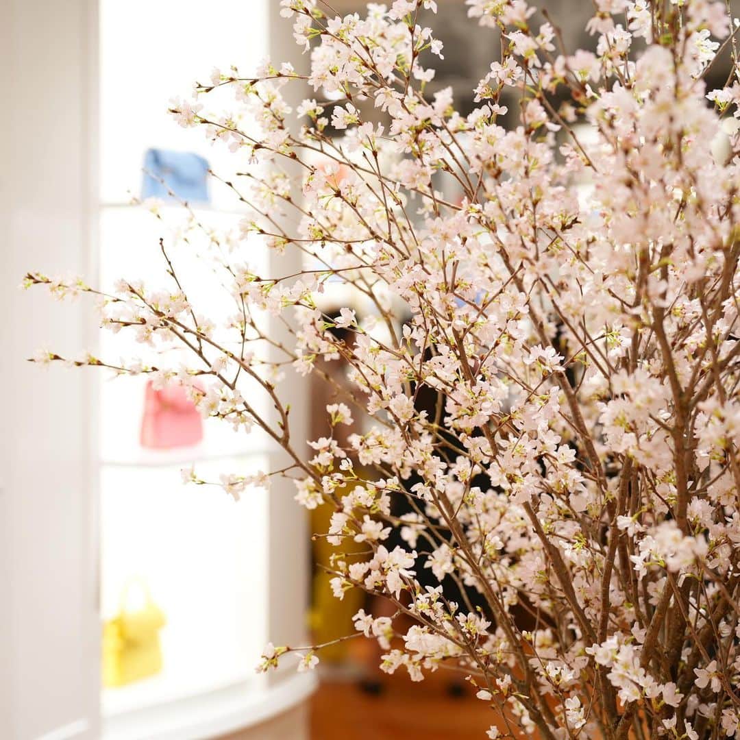 岩間恵のインスタグラム：「🌸🌸」