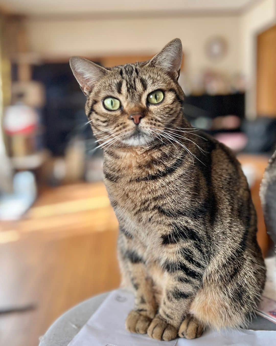 岩瀬玲のインスタグラム：「わんちゃん猫ちゃんの飼い主さんに お願いしたいことが！  もちろん飼ってなくても 友達、家族が飼ってるとかでもいいです (どうでもいいけど飼ってるって言葉嫌い😅）  むかーしむかーし それはもう思い出せないぐらい昔に ライター時代に知り合った 岩田さん @cattery_amour さん  わんこがきっかけで 再会したり 協賛品いただいたり お家に遊びに行ったり と交流してるのですが そんな彼女から連絡が  たくさんいる猫ちゃんのうちの一人が 病気になってしまって 薬代が新薬のため めちゃめちゃめちゃめちゃ高い❗️😭  自分で頑張ってきたものの もう大変  なんと １日16,500円❗️ １日だよ 1ヶ月30日だとしたら 495,000円❗️  そして他にもわんちゃんと たくさんの猫ちゃんがいるんです  伝染ったり、遺伝の病気ではないものの ちょっと前までは発症すると致死率が100%とも言われていた FIPという猫特有の病気らしいです 最近は薬ができて良くなる子も増えたとか  保険効かない動物の治療は本当に高い 保険効いても高い なんなら保険料も高い ほんと大変なんです  で、私が共感したのは 人に迷惑かけたくないから自分だけで頑張ってきたこと  わかるー！ クラファンとかもあるけど なんか悪いなと思って私もきっとできないと思う （クラファンを否定してるわけじゃないです。 どんな手段でも救ってあげたいと思うのはみんな同じ。 クラファンで寄付したことも多々あります）  そこで彼女が販売している わんちゃん猫ちゃん用の腸内環境ケアフード グラスフェッド麴トライプ などを購入してもらうように協力して欲しいとのことでした  彼女の性格上 そういうことも頼むのもかなり気を遣ったはず なのでよほどのことなんだと思いました （何でもかんでもすぐ頼んでくる人もいるけどね💦）  と言っても私にできることは 自分でも買う、 そしてSNSで協力者を募る ことぐらい  なのでぜひ購入して協力していただけると嬉しいです @cattery_amour さん のトップページのリンクもしくは https://85gohan.thebase.in/ からお願いします  ほんともしうちのサブが死んじゃうかも と思ったら人ごとじゃなくて😭  ＊𐊦𐊪𐊥𐊫𐊯𐊰𐊠𐊗𐊦𐊫𐊪＊  ただ買うにしてもどんなものか知ってから、 ということもあると思うので  製品気になるけどどんなものか知ってから購入したい、 猫ちゃんの病気のこと聞きたい、 発酵について聞きたい、 飼い主も腸活が気になる、 などなどそんな方に向けて  29日20時より @wanwan.edge のアカウントで @cattery_amour さんとインスタライブ やります❗️  など興味ある方はぜひ聞きに来てください！！！！  助けてください、心からそう思います」