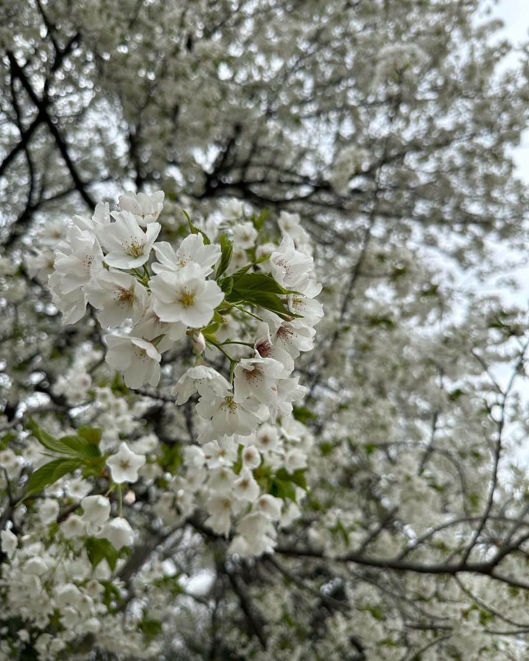 葉月ゆめさんのインスタグラム写真 - (葉月ゆめInstagram)「今年は桜見れないかな〜と思っていたけれど お花見できました ♡八重桜が好き 🌸」3月28日 14時13分 - yume_hazuki