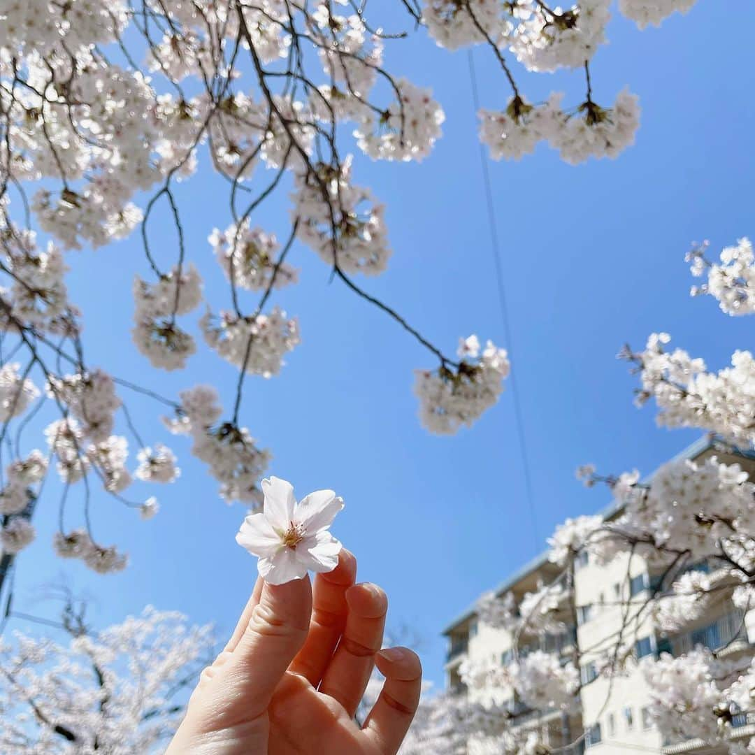 岡本夏美のインスタグラム：「おすそわけ🌸 みなさんも桜みれましたか？？？ ちなみに、この、手に持ってる花は、 すずめが蜜を吸って、落としていったもの☺🕊🪺」