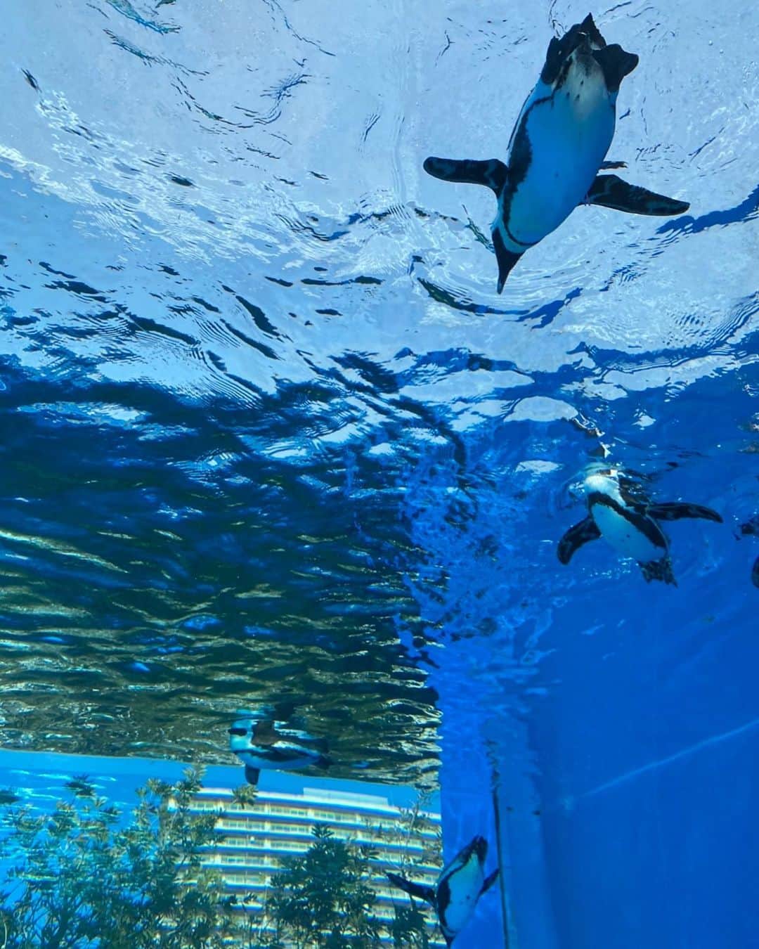 久本直美さんのインスタグラム写真 - (久本直美Instagram)「サンシャイン水族館🐟🐡 🪼🪼🪼  #空飛ぶペンギン🐧 #サンシャイン #クラゲ🪼好き #時差スタグラム続く #🪼スタンプ入荷 #アクアリウム」3月28日 15時06分 - naomixing