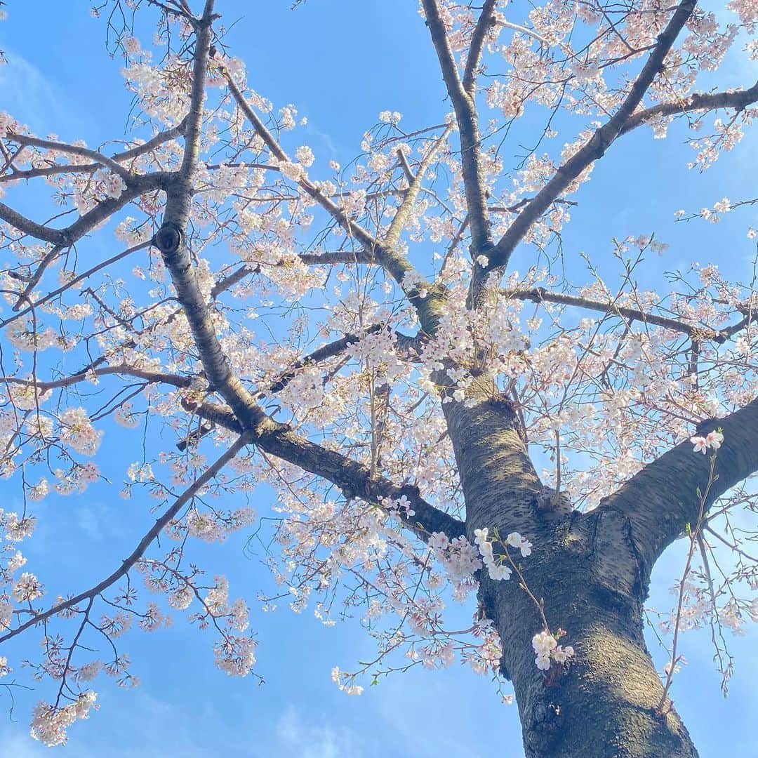 みなとみらい東急スクエアのインスタグラム：「. ここ最近の冷たい雨が影響してか、みなとみらい「さくら通り」の桜はまだ蕾も多く見られ、もう少しお花見を楽しめそうです🌸😊  #みなとみらい東急スクエア #minatomiraitokyusquare #クイーンズスクエア横浜 #クイーンズスクエア #queenssquareyokohama #みなとみらい #minatomirai #mm #神奈川 #kanagawa #桜 #sakura #cherryblossom #お花見 #さくら通り」