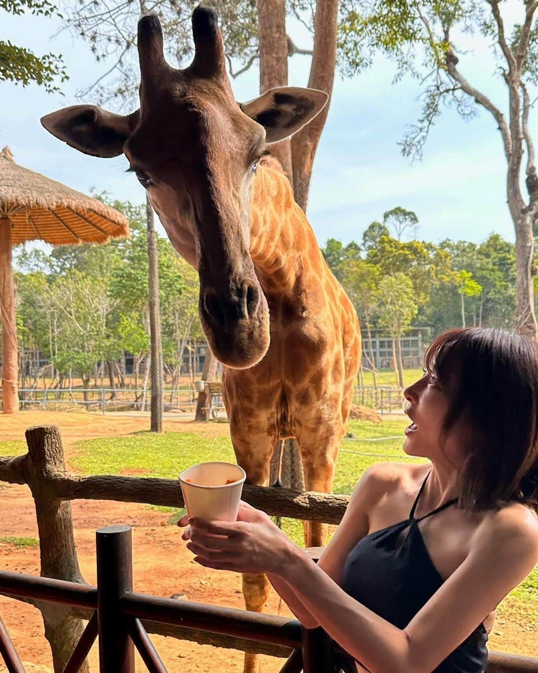 上本昌代さんのインスタグラム写真 - (上本昌代Instagram)「思ったよりも麒麟が大きくて積極的なのでびくついてしまって終始固い私😂 フーコックのビンパールサファリのカフェではキリンに餌をあげる体験ができます🦒🥕 キリン可愛かったなぁ😍時間がなくてゆっくりできなかったけど今度またゆっくり行きたいなぁ  #vietnam #ベトナム #phuquoc #フーコック #vinpearlphuquoc #zoo #safari #動物園 #サファリパーク #キリン #giraffe #びびり #動物好き #travelgram #旅の備忘録」3月28日 15時24分 - masayomai