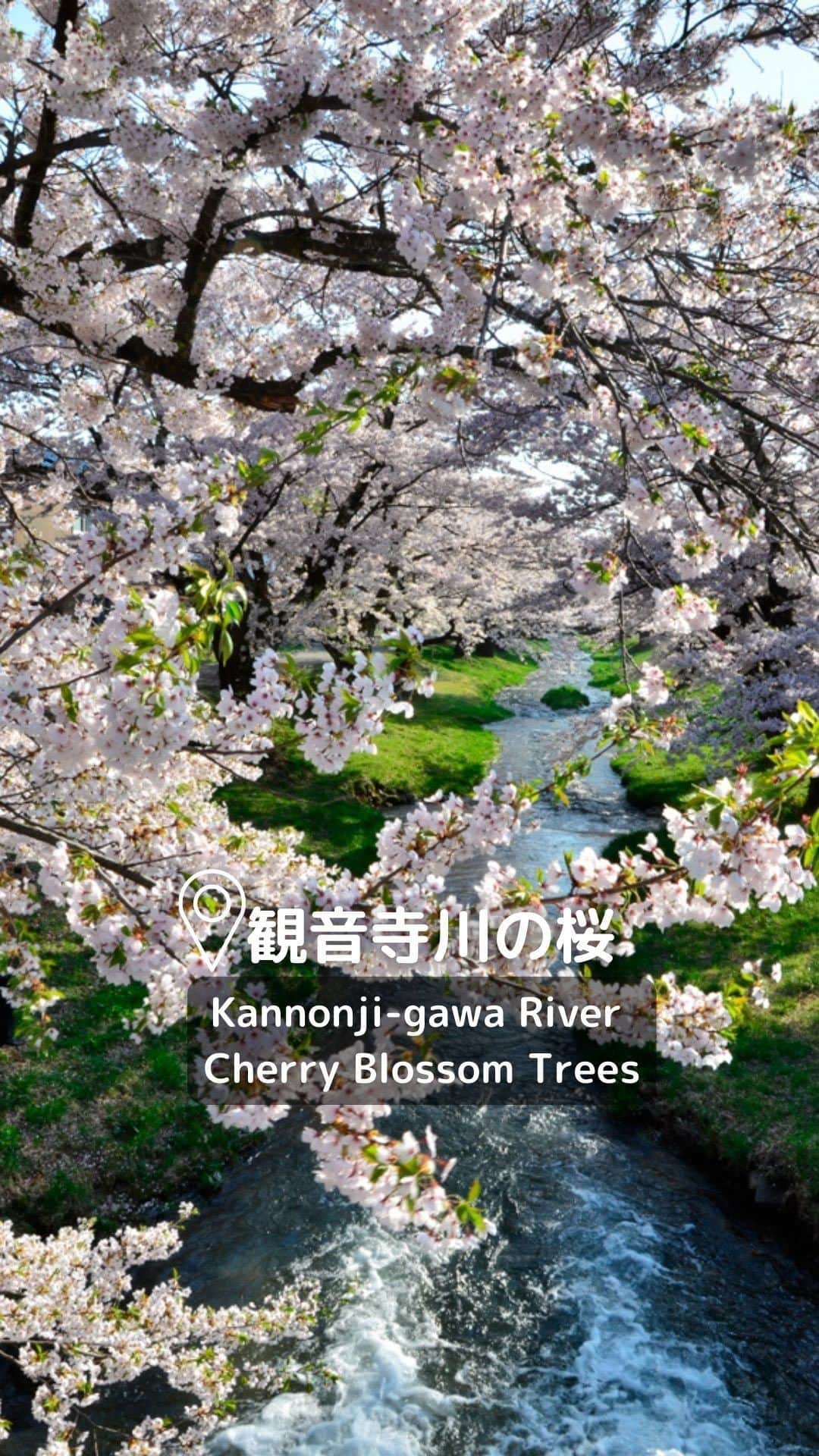 Rediscover Fukushimaのインスタグラム：「UPDATE (4/12): Current forecasts indicate that the Kannonji-gawa River Cherry Blossoms will be in full bloom starting from around April 13th. We apologize for the inconvenience. 🙇‍♀️  🌸The Kannonji-gawa River Cherry Trees will be in full bloom next month!🌸  📍Kannonji-gawa River (観音寺川), Inawashiro Town (猪苗代町), Fukushima Prefecture（福島県）  🚗By Car: 10 min from Inawashiro Bandaikogen I.C. off the Ban-etsu Expressway  🚉By Train: 3 min walk from Kawageta Station (JR Ban-etsu West Line)  👉Due to heavy rainfall, part of the JR Ban-etsu West Line had to halt operations last year…but the entire line is expected to resume operations from April 1st!  So, if you’re thinking of doing a railway getaway next month to enjoy a wonderful sakura wonderland (using the JR Tohoku Pass, perhaps)… save this post! 🔖💕  As of today (March 28), the Kannonji-gawa River Cherry Trees are expected to be in full bloom in late April (starting from around April 20th!).  Check our website for more information!  #visitfukushima #fukushima #fukushimaprefecture #inawashiro #beautifuljapan #beautiful #visitjapan #japantravel #japantrip #japantravelinspo #sakura #spring #japanspring #sakurajapan #sakuraseason #cherryblossomseason #kannonjigawa #inawashiro #kannonjigawasakura #japanreels #visittohoku #tohokutrip #jrpasstohoku #桜 #東北旅行 #福島観光 #観音寺川の桜」