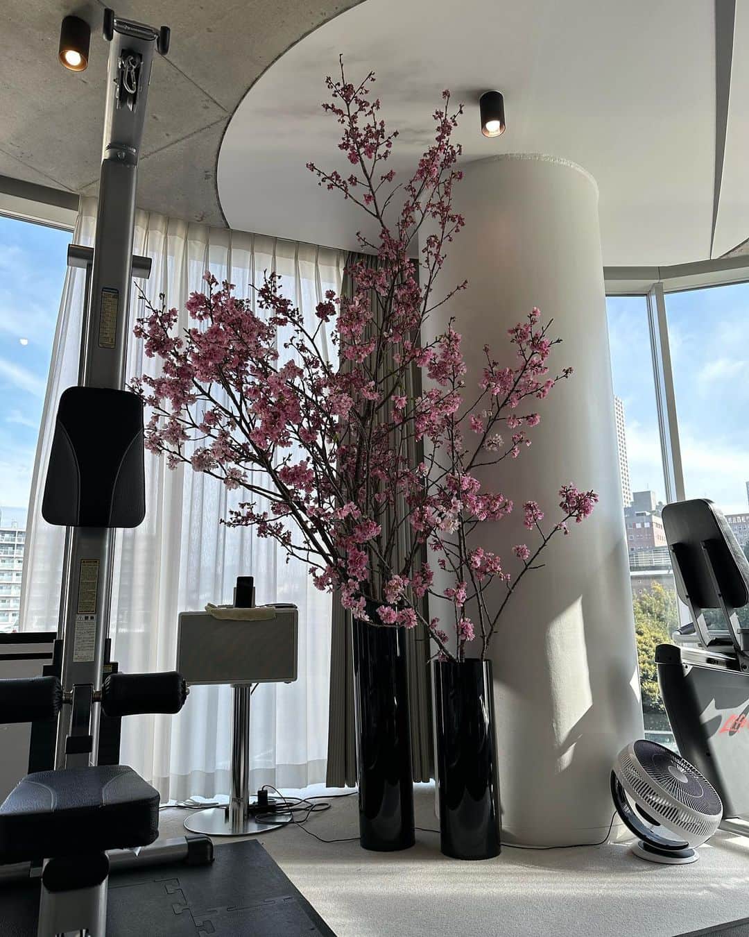 香川絵馬さんのインスタグラム写真 - (香川絵馬Instagram)「ジムの桜が満開🌸 （…を越えて、散り始めている！）  多分見れるのは今日が最後かな。」3月28日 16時27分 - ema_kagawa