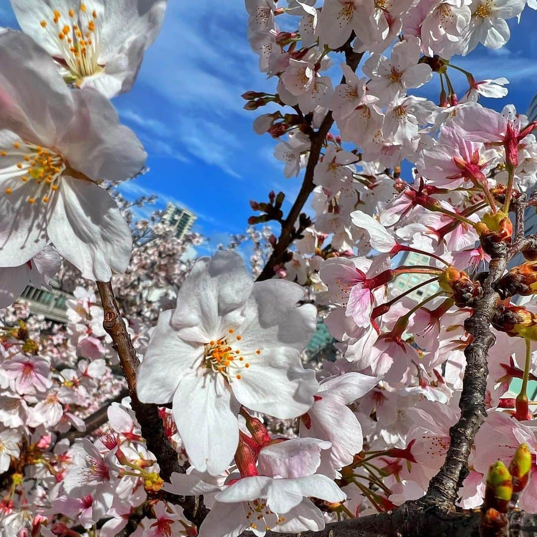 naturism(ナチュリズム)公式アカウントのインスタグラム：「🌸🌸🌸  花よりだんご🍡 そんなあなたには… ナチュリズム♡  ───────────── #naturism #dietsupplement #diet #supplement #ナチュリズム #ダイエットサプリ #ダイエット #アフターダイエット #ダイエット生活 #簡単ダイエット #サプリメント #酵素 #インスタダイエット #美肌になりたい #美肌作り #インナービューティー #美容豆知識 #豆知識 #腸活 #美腸 #アンチエイジング #ポーチの中にナチュリズム #痩せたい #スイーツ大好き #ナチュリムズプレミアム　#naturismPremium #kosoinnaturism #ナチュリズムガチ勢　#無敵のサプリ #食後の新習慣　はナチュ」