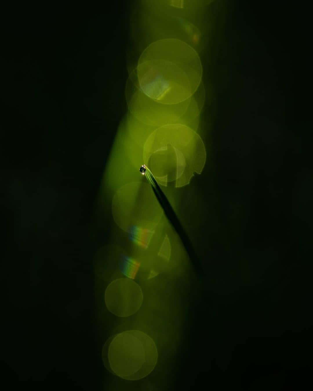 アンジー・ペインさんのインスタグラム写真 - (アンジー・ペインInstagram)「A few of the lonely droplets I have loved.  • • • #macro #macrophotography」3月29日 2時42分 - angelajpayne