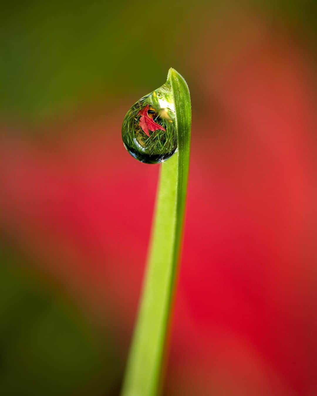 アンジー・ペインさんのインスタグラム写真 - (アンジー・ペインInstagram)「A few of the lonely droplets I have loved.  • • • #macro #macrophotography」3月29日 2時42分 - angelajpayne