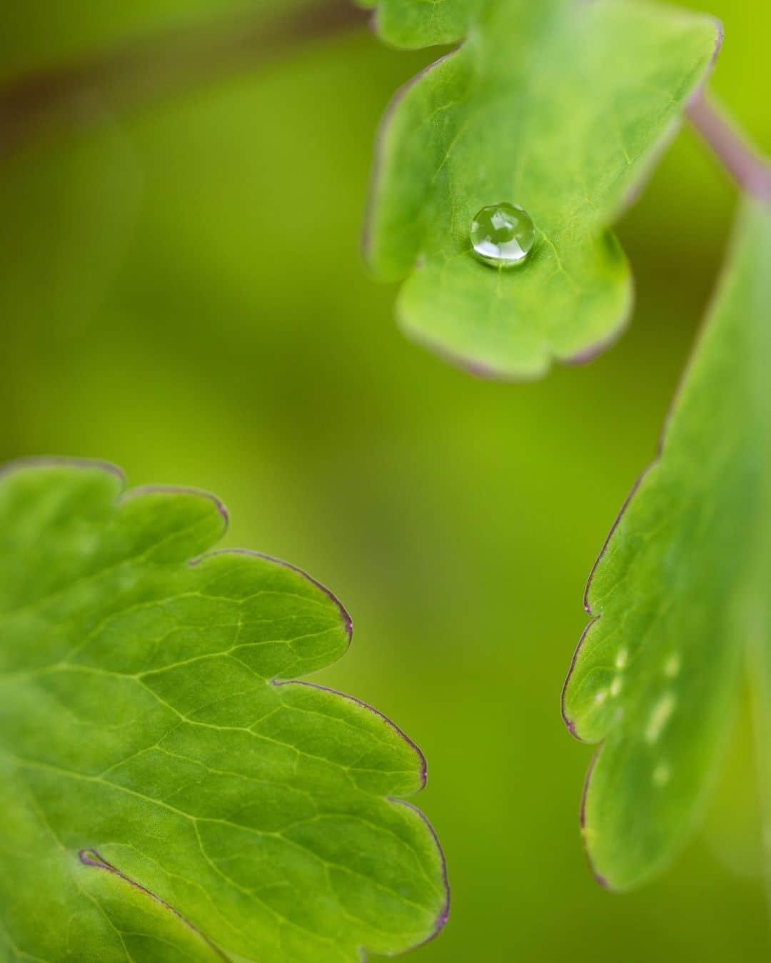 アンジー・ペインさんのインスタグラム写真 - (アンジー・ペインInstagram)「A few of the lonely droplets I have loved.  • • • #macro #macrophotography」3月29日 2時42分 - angelajpayne