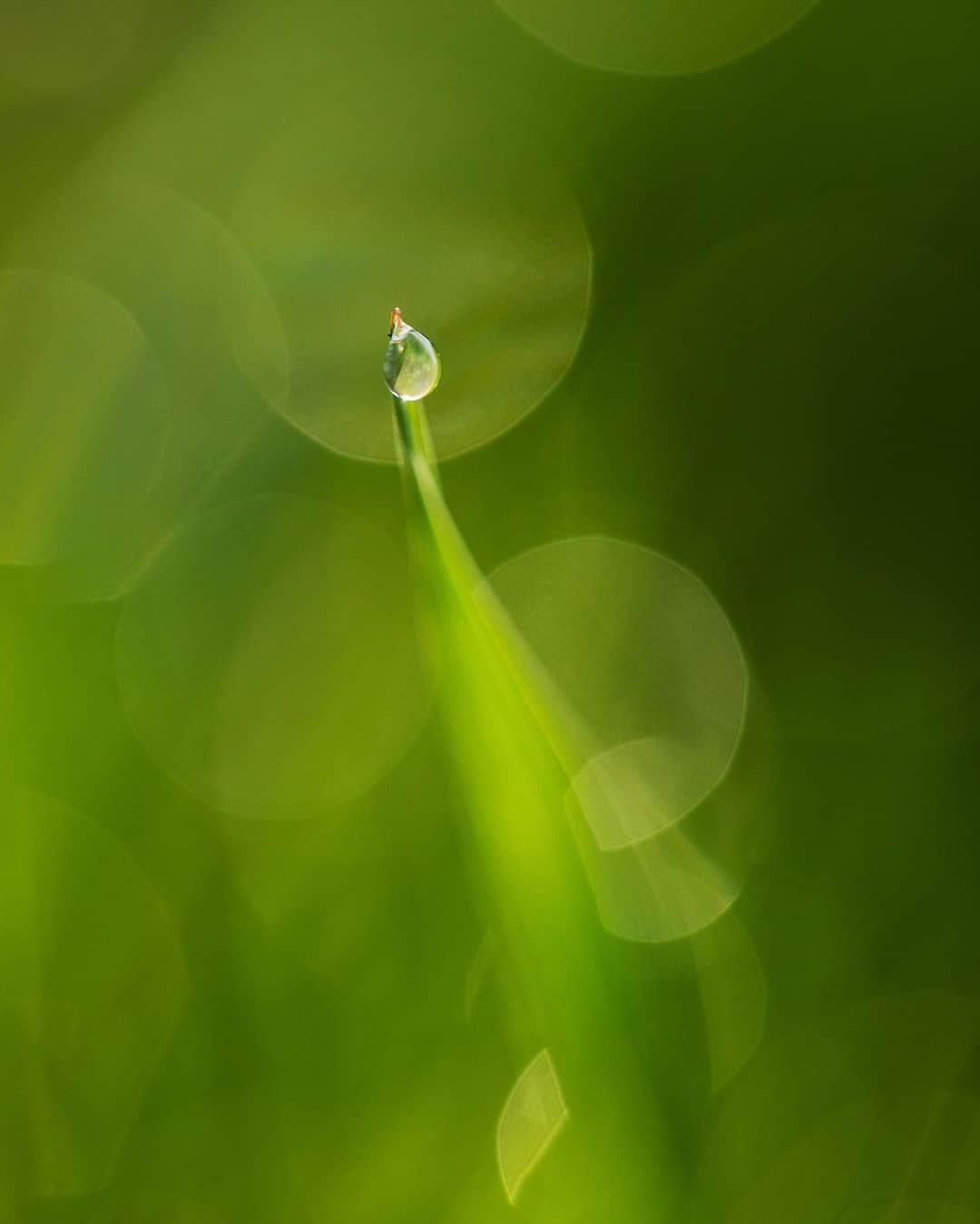 アンジー・ペインのインスタグラム：「A few of the lonely droplets I have loved.  • • • #macro #macrophotography」