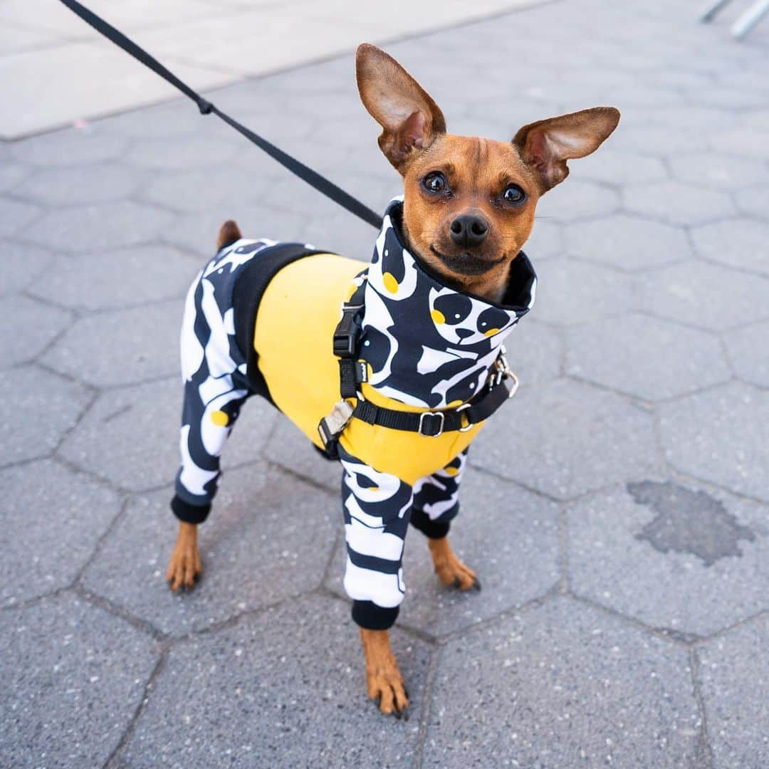 The Dogistさんのインスタグラム写真 - (The DogistInstagram)「Eloise, Miniature Pinscher (2 y/o), Washington Square Park, New York, NY • “She walks on her hind feet when she sees something interesting, but refuses to do it on command. She thinks she’s a Great Dane.” @eloiseisinthecity」3月29日 2時52分 - thedogist