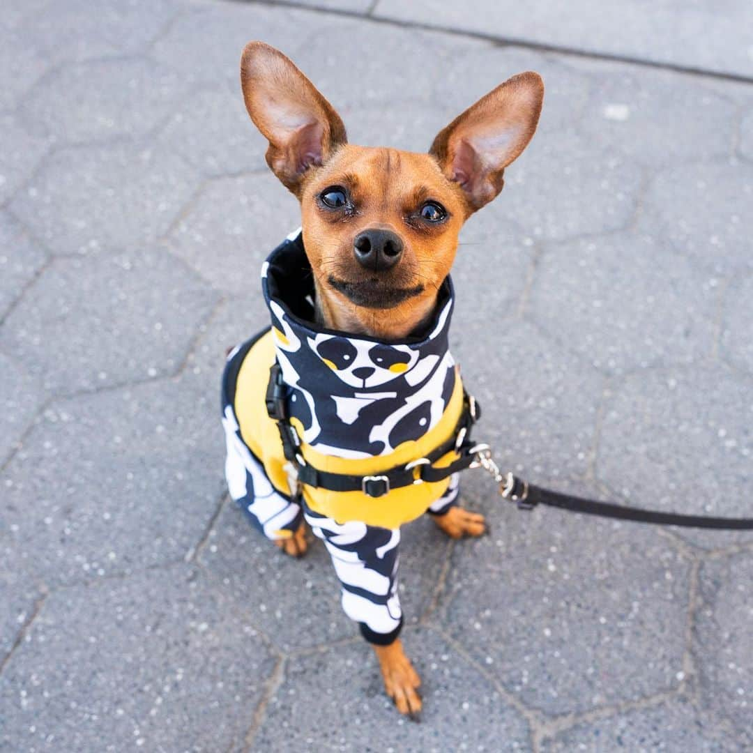 The Dogistさんのインスタグラム写真 - (The DogistInstagram)「Eloise, Miniature Pinscher (2 y/o), Washington Square Park, New York, NY • “She walks on her hind feet when she sees something interesting, but refuses to do it on command. She thinks she’s a Great Dane.” @eloiseisinthecity」3月29日 2時52分 - thedogist