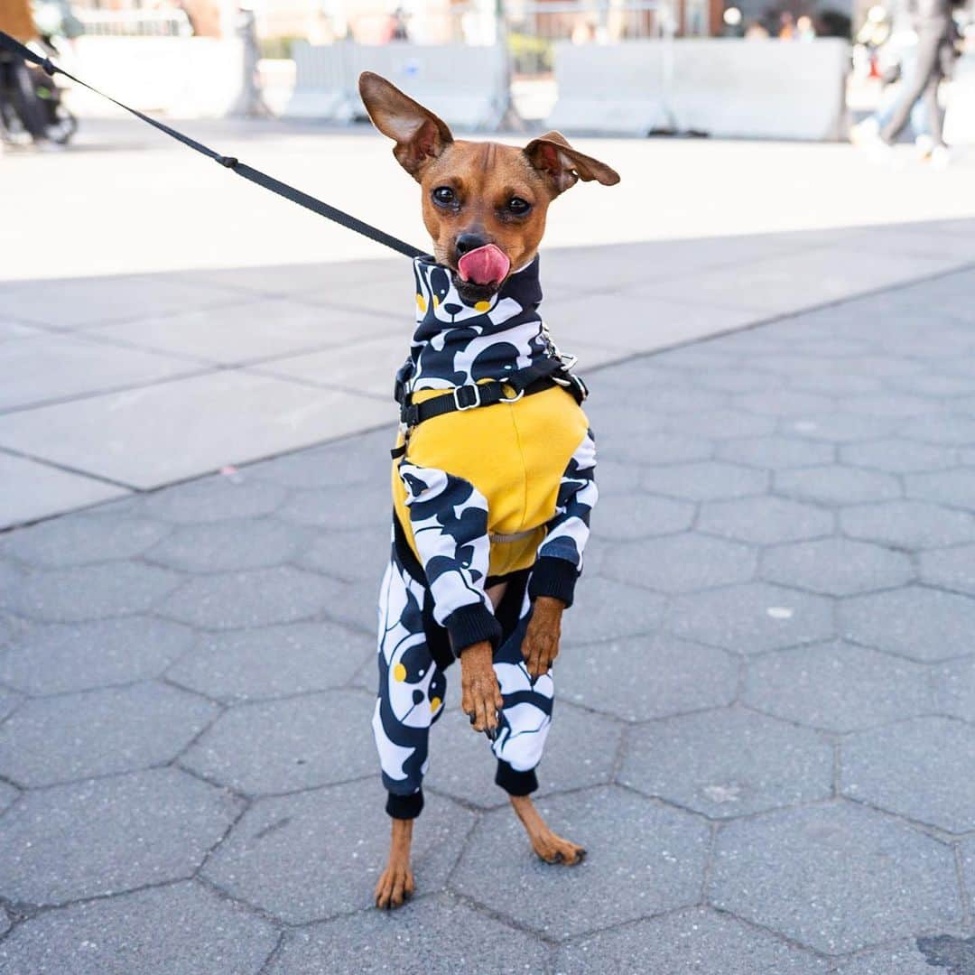 The Dogistさんのインスタグラム写真 - (The DogistInstagram)「Eloise, Miniature Pinscher (2 y/o), Washington Square Park, New York, NY • “She walks on her hind feet when she sees something interesting, but refuses to do it on command. She thinks she’s a Great Dane.” @eloiseisinthecity」3月29日 2時52分 - thedogist