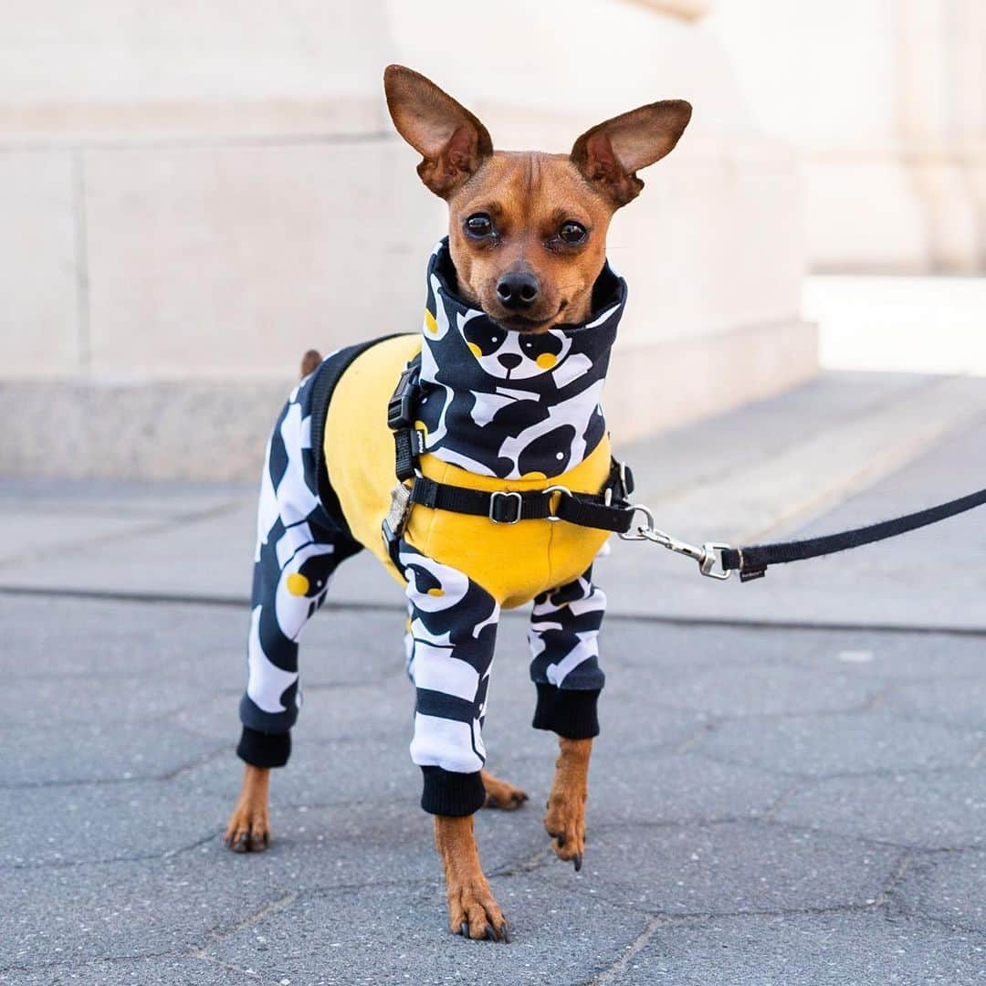 The Dogistさんのインスタグラム写真 - (The DogistInstagram)「Eloise, Miniature Pinscher (2 y/o), Washington Square Park, New York, NY • “She walks on her hind feet when she sees something interesting, but refuses to do it on command. She thinks she’s a Great Dane.” @eloiseisinthecity」3月29日 2時52分 - thedogist