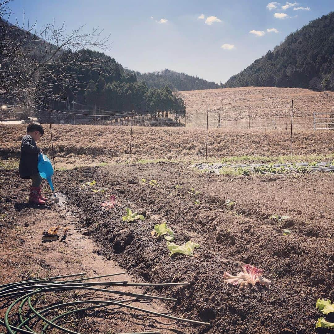 久保田夏菜さんのインスタグラム写真 - (久保田夏菜Instagram)「数日前、苗を植えたんだけど。  ご近所さんに 「早く寒冷紗せんと、 蝶々にみつかったらおわりよ」と言われ  そりゃそーだ！とあわてて 寒冷紗を設置。 (畑でよく見る、ネット)  その横で 蝶々がとんでる…。  絶対みつかってるやん。 たまご産んでるやん。  苗の健闘を祈るしかない。  #田舎暮らし　#安芸高田　#畑　 #家庭菜園　#三歳児　#男の子　#男の子ママ　#女の子ママ　#ママアナウンサー　#田舎生活  #キャベツ　#ブロッコリー　@レタス」3月28日 18時51分 - kanakubota0805