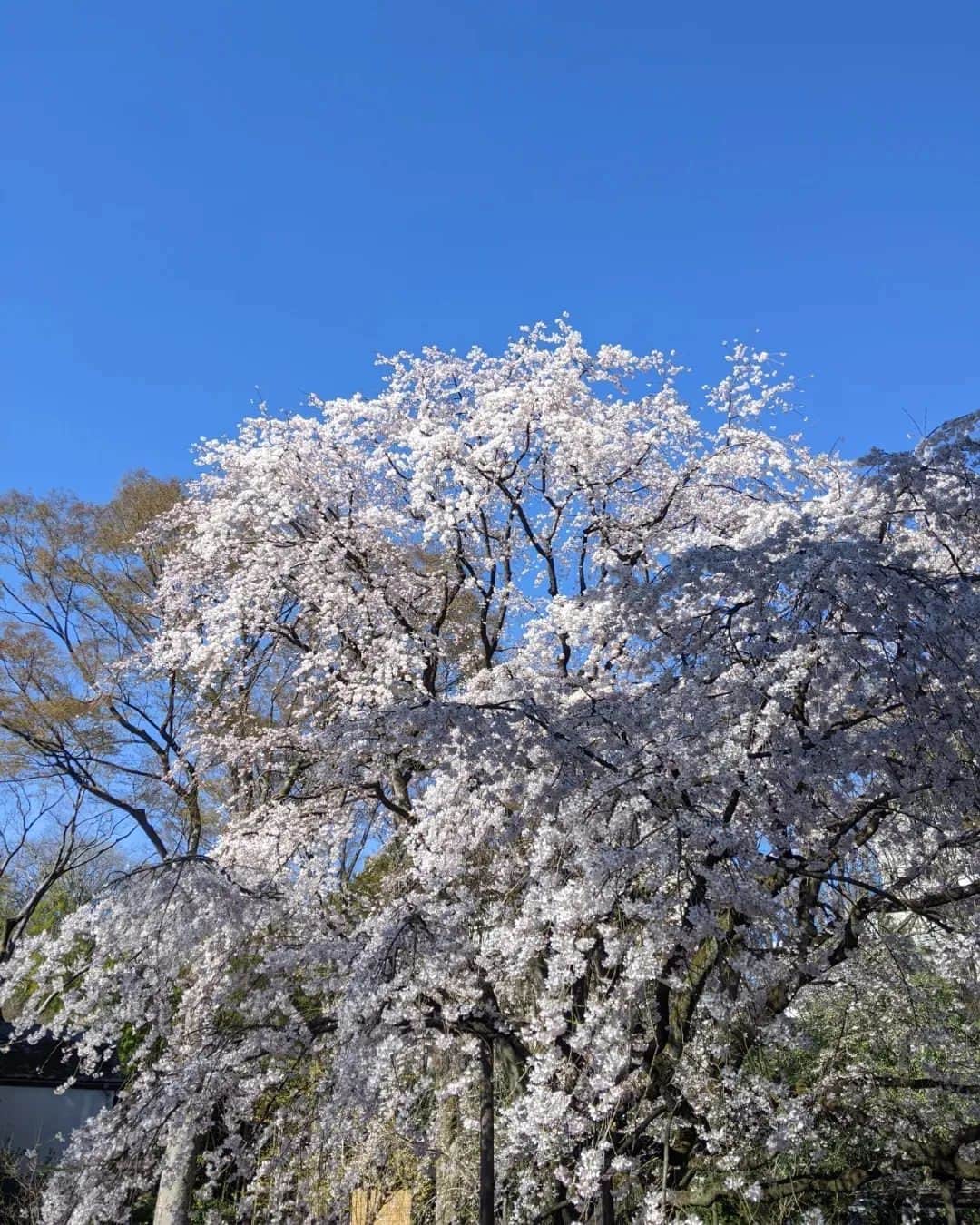七帆ひかるのインスタグラム：「先日、枝垂れ桜が見頃ということで文京区の六義園に家族でお花見にいきました。  とても広く、優雅な庭園。 事前チケットを購入したのでスムーズに入れましたが、そうでなければかなりの列。 見事な枝垂れ桜には多くの人が集まり皆さん写真撮影していました。  夜桜のライトアップも見たかったですが今回は叶わず。 桜の開花宣言とともにお天気は優れず、六義園ももう葉桜のようです。 お弁当を囲んでのお花見は来年のお楽しみです😊  #お花見　#六義園　#文京区　#枝垂れ桜」
