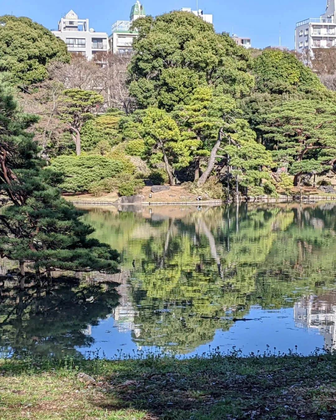 七帆ひかるさんのインスタグラム写真 - (七帆ひかるInstagram)「先日、枝垂れ桜が見頃ということで文京区の六義園に家族でお花見にいきました。  とても広く、優雅な庭園。 事前チケットを購入したのでスムーズに入れましたが、そうでなければかなりの列。 見事な枝垂れ桜には多くの人が集まり皆さん写真撮影していました。  夜桜のライトアップも見たかったですが今回は叶わず。 桜の開花宣言とともにお天気は優れず、六義園ももう葉桜のようです。 お弁当を囲んでのお花見は来年のお楽しみです😊  #お花見　#六義園　#文京区　#枝垂れ桜」3月28日 18時54分 - nanaho.hikaru