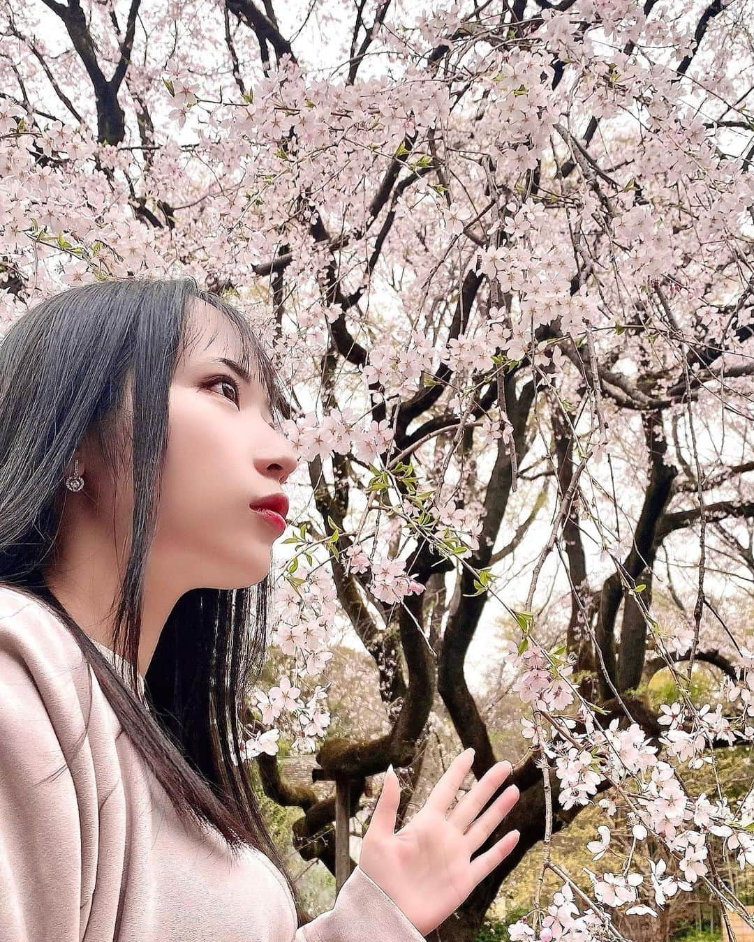 なつみのインスタグラム：「枝垂れ桜🌸 コロナも落ち着いてきたので、 今年はたくさんお花見したい🥰  #ライブ配信#ライバー#八重歯#宅建士#宅建#宅地建物取引士#不動産営業#イギリス留学#バセドウ病#吃音症#過敏性腸症候群#🧢なつみ👻🍊#ファッション誌モデル#六義園#枝垂れ桜#sakura#gravesdisease#stuttering」