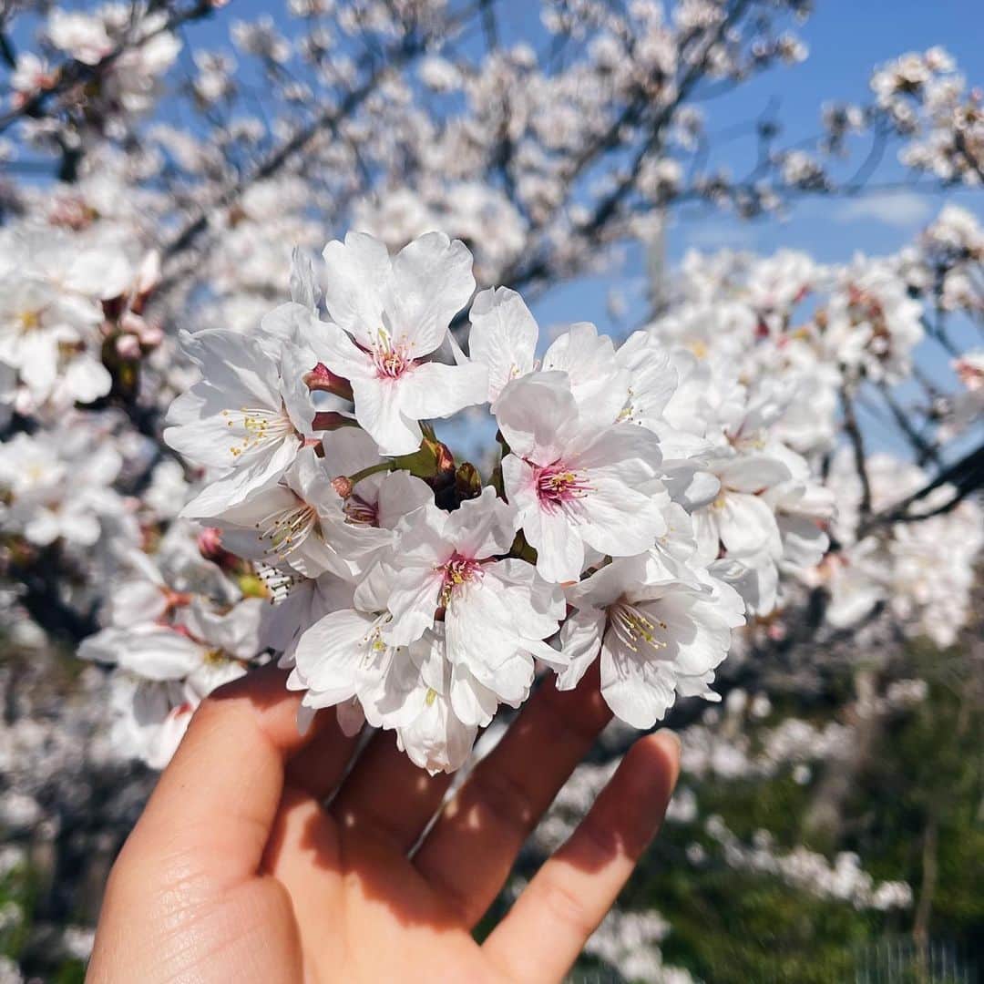 早川優衣さんのインスタグラム写真 - (早川優衣Instagram)「Spring brings warm days and beautiful flowers 🌸🌷🤍 （花粉も🤧）笑 : #sakura」3月28日 18時59分 - yui_hayakawa