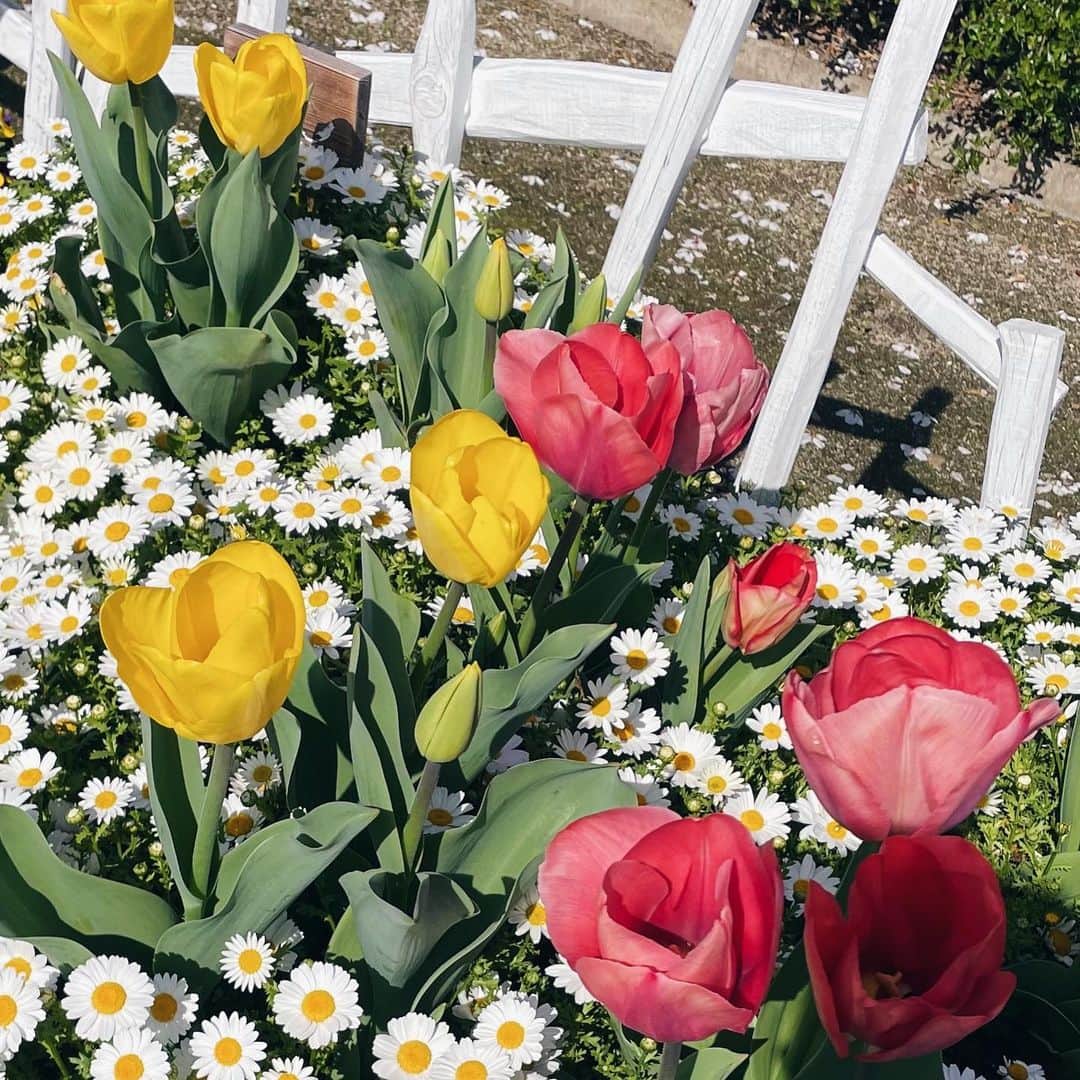 早川優衣さんのインスタグラム写真 - (早川優衣Instagram)「Spring brings warm days and beautiful flowers 🌸🌷🤍 （花粉も🤧）笑 : #sakura」3月28日 18時59分 - yui_hayakawa