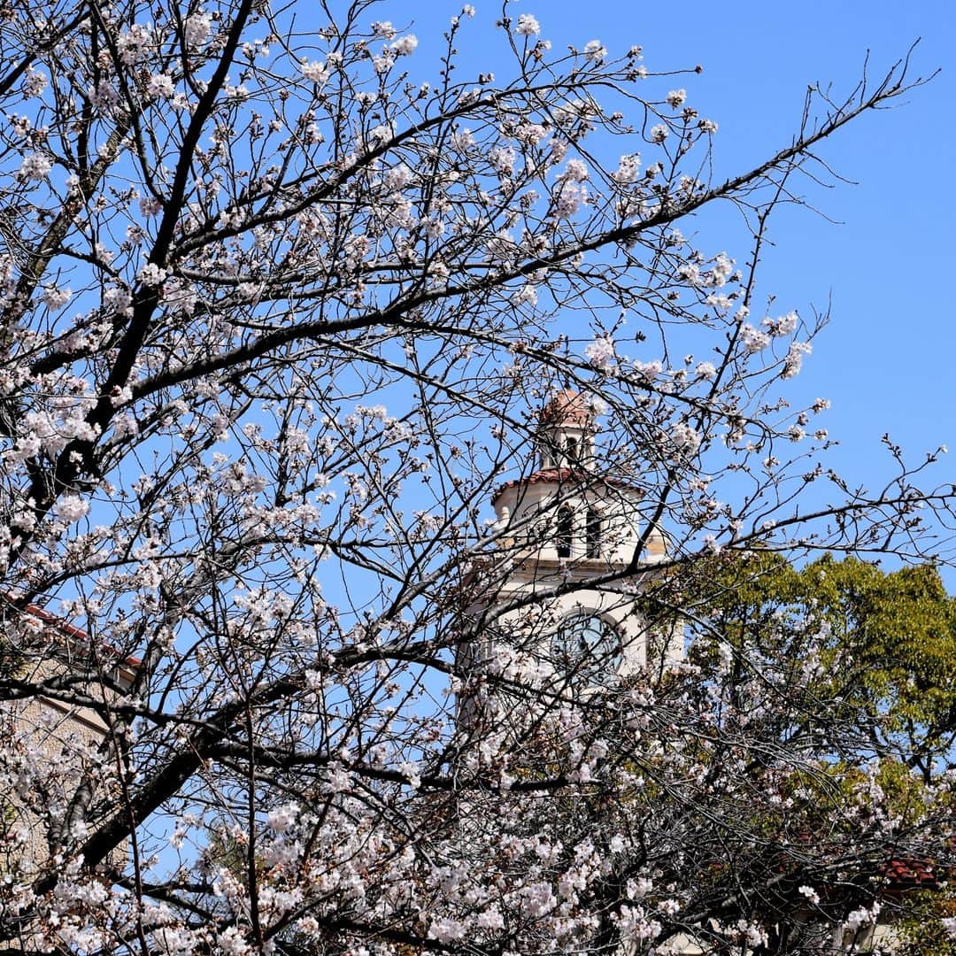 牧野誠三さんのインスタグラム写真 - (牧野誠三Instagram)「今日の西宮市関西学院大学桜並木と時計台。 実に奇麗な景色です。 桜は剪定され、道路のあふれんばかりという姿ではありませんが、やはり素敵です。ご近所の方や、年配ご夫婦でおそらく卒業生の姿も見られました。 桜は入学式まで待ってくれないかもしれませんが、季節の始まりと新たな人生の始まりも祝ってくれているようです。 ＃関西学院大学 ＃桜 ＃時計台 ＃甲山 ＃西宮市 ＃元読売テレビ ＃フリーアナウンサー ＃牧野誠三」3月28日 19時00分 - makino_seizo_freeter