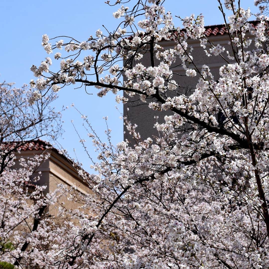 牧野誠三さんのインスタグラム写真 - (牧野誠三Instagram)「今日の西宮市関西学院大学桜並木と時計台。 実に奇麗な景色です。 桜は剪定され、道路のあふれんばかりという姿ではありませんが、やはり素敵です。ご近所の方や、年配ご夫婦でおそらく卒業生の姿も見られました。 桜は入学式まで待ってくれないかもしれませんが、季節の始まりと新たな人生の始まりも祝ってくれているようです。 ＃関西学院大学 ＃桜 ＃時計台 ＃甲山 ＃西宮市 ＃元読売テレビ ＃フリーアナウンサー ＃牧野誠三」3月28日 19時00分 - makino_seizo_freeter