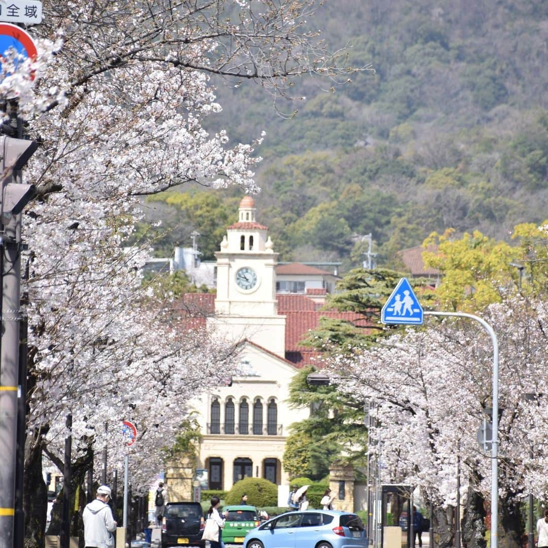 牧野誠三のインスタグラム：「今日の西宮市関西学院大学桜並木と時計台。 実に奇麗な景色です。 桜は剪定され、道路のあふれんばかりという姿ではありませんが、やはり素敵です。ご近所の方や、年配ご夫婦でおそらく卒業生の姿も見られました。 桜は入学式まで待ってくれないかもしれませんが、季節の始まりと新たな人生の始まりも祝ってくれているようです。 ＃関西学院大学 ＃桜 ＃時計台 ＃甲山 ＃西宮市 ＃元読売テレビ ＃フリーアナウンサー ＃牧野誠三」