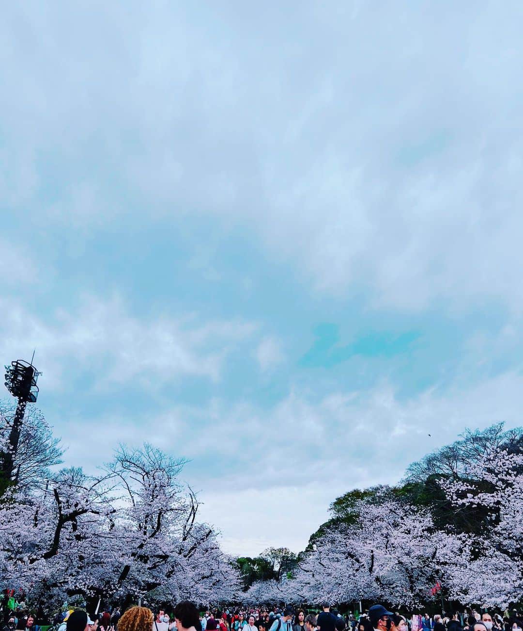 堀田ゆい夏のインスタグラム：「上野の桜☺️  友達と出かけて、途中上野に寄って桜を見てきました🌸  出店がたくさん出ていて、色んな国籍の人が写真を撮ったり、美味しそうに何かを食べたり。  すごく賑わっていてお祭り気分を味わえました。 今年も桜が咲いてる、ありがたいね💕  #桜#ありがとう #曇天😂」