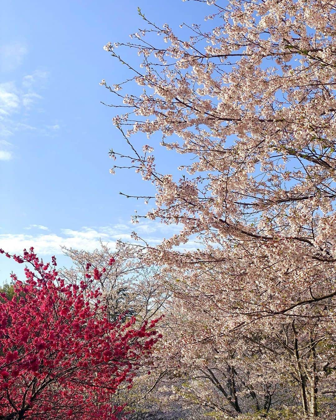 嶺百花のインスタグラム