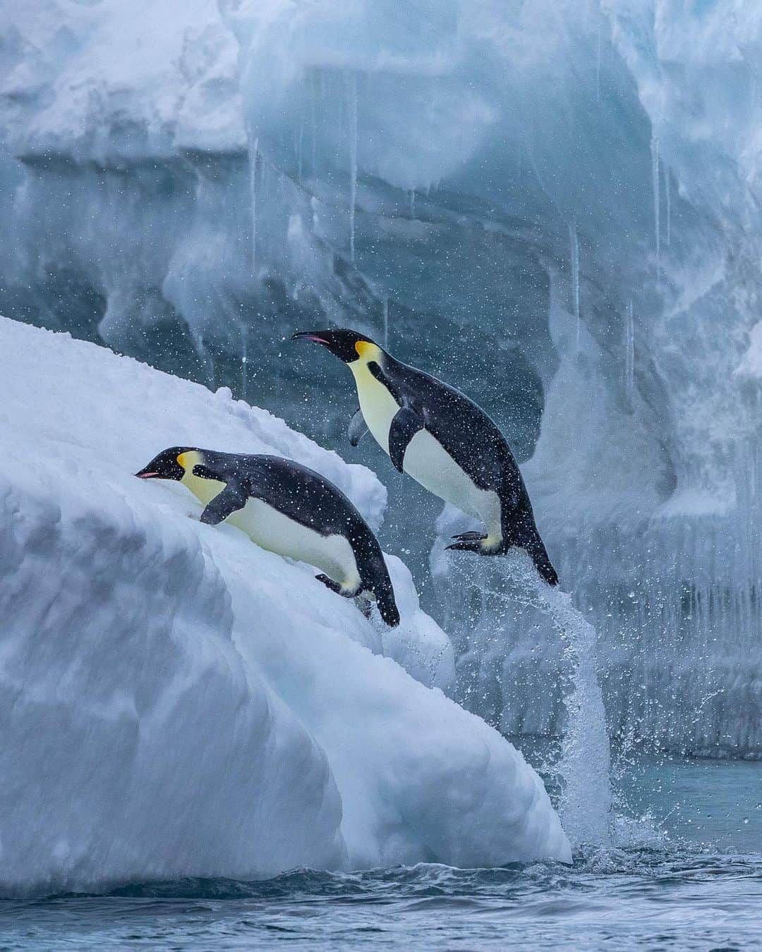 Tim Lamanのインスタグラム：「Photos by @TimLaman.  Emperor Penguins were one of the highlights of my recent Antarctica voyage!  Join my newsletter at my link in bio for more photos and stories from my adventures.  #emperorpenguin #penguin #antarctica #birds #birdphotography」