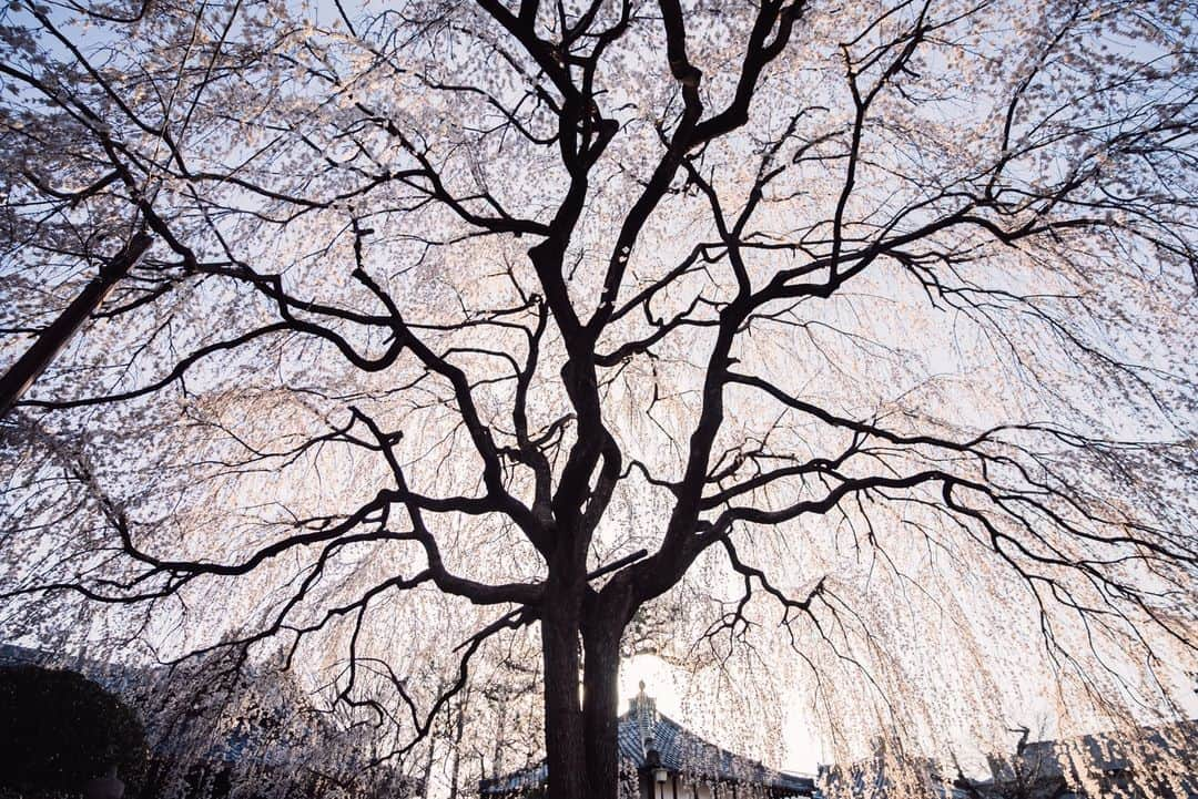 Sonoda COO Yukiyaのインスタグラム：「@coo_travelphoto ←Check more photos😊 Spring days in Kyoto. #Kyoto #Japan #kyotopi #bestjapanpics #photo_shorttrip #retrip_nippon #visitjapanjp #japanko_official #tokyocameraclub #visit_kyoto #japan_trip_x」