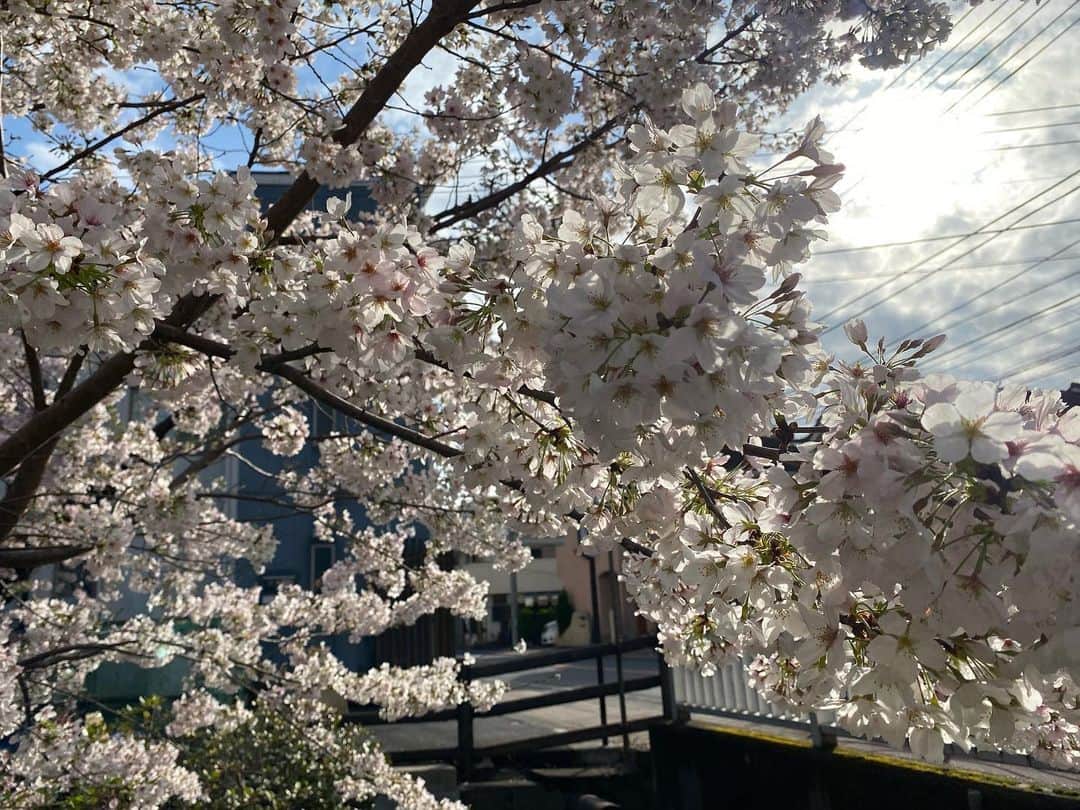 伊東秀和さんのインスタグラム写真 - (伊東秀和Instagram)「. 花見行きたいなぁと思いながら、雨も続いて見れませんでしたが、ギリギリのタイミングで桜🌸行けてない人は写真をどうぞ✨✨✨ レッスンの合間に久しぶりに、フッとお気に入りのスイーツ店に行くと、店の近くで沢山の人たちが花見をしてました。 春の陽気と桜と、周りの人達の、春休み感につられてスイーツ２つ、いっちゃいました😆ダブルで幸せ！ その分、今日運動量上げよう、、。 #宿河原さんぽ #アノー宿河原 #スイーツ #桜 #春 #２つの幸せ #花見 #花見小路」3月28日 19時16分 - hide9a2019