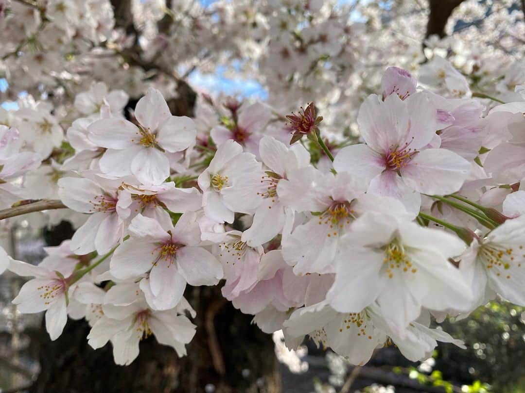 伊東秀和さんのインスタグラム写真 - (伊東秀和Instagram)「. 花見行きたいなぁと思いながら、雨も続いて見れませんでしたが、ギリギリのタイミングで桜🌸行けてない人は写真をどうぞ✨✨✨ レッスンの合間に久しぶりに、フッとお気に入りのスイーツ店に行くと、店の近くで沢山の人たちが花見をしてました。 春の陽気と桜と、周りの人達の、春休み感につられてスイーツ２つ、いっちゃいました😆ダブルで幸せ！ その分、今日運動量上げよう、、。 #宿河原さんぽ #アノー宿河原 #スイーツ #桜 #春 #２つの幸せ #花見 #花見小路」3月28日 19時16分 - hide9a2019