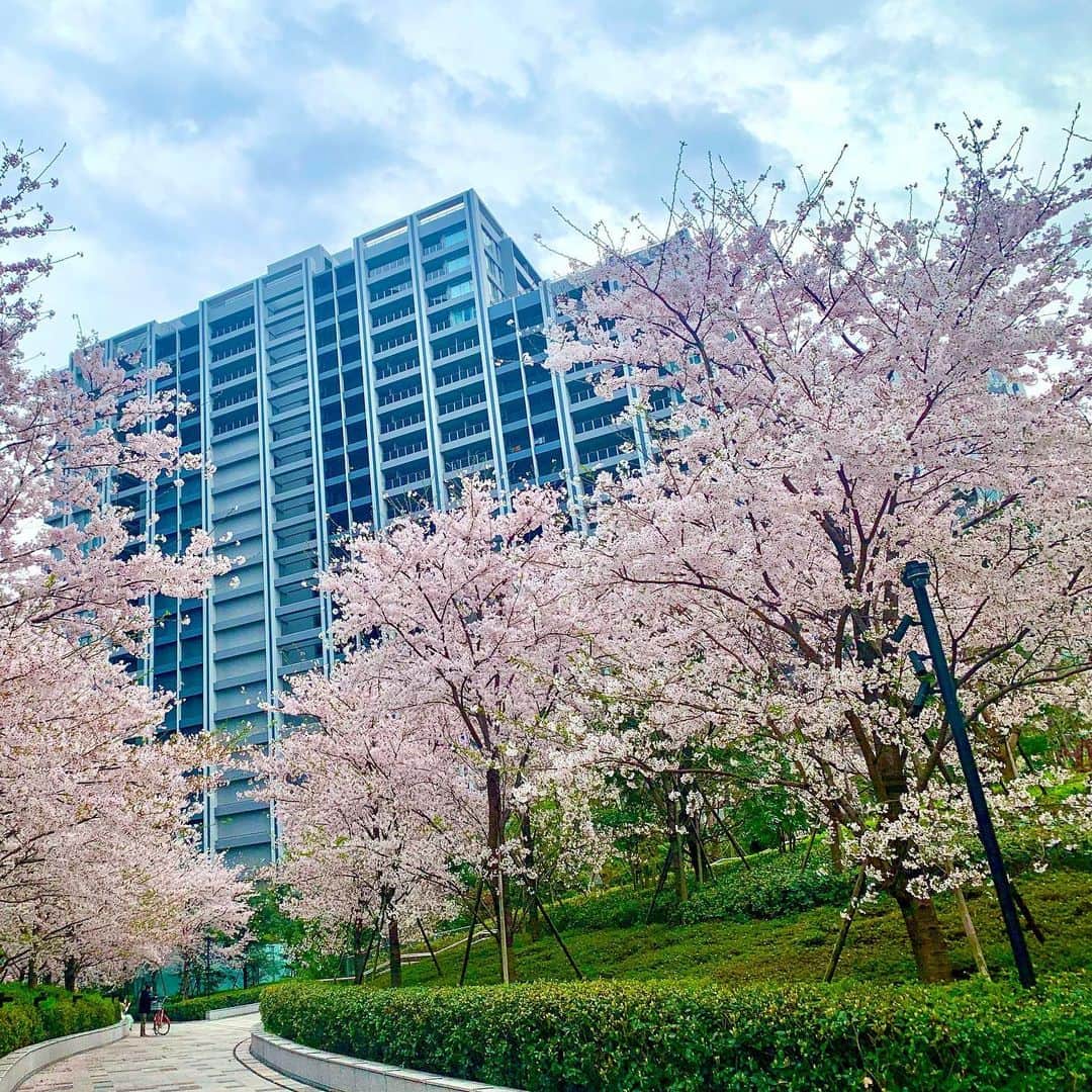 高田由香さんのインスタグラム写真 - (高田由香Instagram)「儚いからいいんだよ〜と言われますが 桜には一年中咲いていてほしい🌸 ⁡ 今年も桜の季節を健康で迎えられて日々感謝。 ⁡ さて、 明日は全国どこからでもradikoで聴いてね👂✨  ABSラジオ『エキマイク』 毎週水曜日レギュラー出演中 13:00〜15:55 ⁡ _ _ _ _ _ _ _ _ _ _ _ _ _ _ _ _ _ _ _ _ _ _ _ _ _ 『Mana's recommend』 【日程】2023年4月2日(日) 【会場】イオン海老名野外ステージ   神奈川県海老名市中央２丁目４−１ 【出演】上野まな/高田由香/林ももこ/伊藤さくら 【高田由香ＬＩＶＥ出演時間】13:20頃〜13:50頃まで  ※雨天中止 ⁡ ⁡ ⁡ ⁡ ⁡ ⁡  ⁡ ⁡ ⁡ #桜スポット #桜ポートレート #桜ピンク #桜シリーズ #桜ピンク #桜が好き #桜が満開 #桜の木の下で #桜の花びら #桜好きな人と繋がりたい #桜満開🌸 #桜のある風景 #桜散る #桜大好き #桜の通り抜け #桜好き #桜の香り #アラフォーメイク #アラフォーヘア #アラフォーコーディネート #アラフォーカジュアル #アラフォーの挑戦 #アラフォーヘアスタイル #アラフォーアイドル #アラフォー女子と繋がりたい」3月28日 19時16分 - yukatakadaofficial