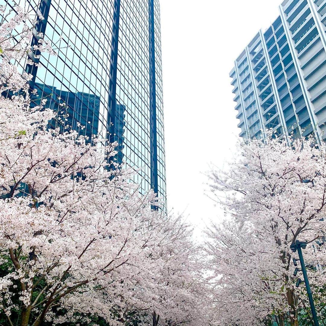 高田由香さんのインスタグラム写真 - (高田由香Instagram)「儚いからいいんだよ〜と言われますが 桜には一年中咲いていてほしい🌸 ⁡ 今年も桜の季節を健康で迎えられて日々感謝。 ⁡ さて、 明日は全国どこからでもradikoで聴いてね👂✨  ABSラジオ『エキマイク』 毎週水曜日レギュラー出演中 13:00〜15:55 ⁡ _ _ _ _ _ _ _ _ _ _ _ _ _ _ _ _ _ _ _ _ _ _ _ _ _ 『Mana's recommend』 【日程】2023年4月2日(日) 【会場】イオン海老名野外ステージ   神奈川県海老名市中央２丁目４−１ 【出演】上野まな/高田由香/林ももこ/伊藤さくら 【高田由香ＬＩＶＥ出演時間】13:20頃〜13:50頃まで  ※雨天中止 ⁡ ⁡ ⁡ ⁡ ⁡ ⁡  ⁡ ⁡ ⁡ #桜スポット #桜ポートレート #桜ピンク #桜シリーズ #桜ピンク #桜が好き #桜が満開 #桜の木の下で #桜の花びら #桜好きな人と繋がりたい #桜満開🌸 #桜のある風景 #桜散る #桜大好き #桜の通り抜け #桜好き #桜の香り #アラフォーメイク #アラフォーヘア #アラフォーコーディネート #アラフォーカジュアル #アラフォーの挑戦 #アラフォーヘアスタイル #アラフォーアイドル #アラフォー女子と繋がりたい」3月28日 19時16分 - yukatakadaofficial