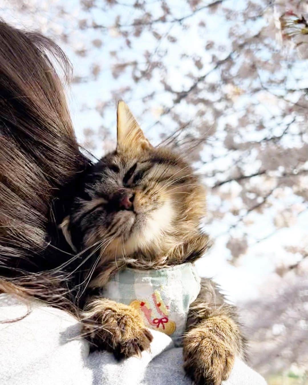 marimon0703__さんのインスタグラム写真 - (marimon0703__Instagram)「ソルくんがお外に出てるのを見て僕もーっとずっと騒いでたプラム😅  やっと行けて満足😊  おかげさまで術後も順調です。  こうやって元気に過ごせるのもたくさんの方々に支えて頂いているおかげです。  いつもありがとうございます🌸  #cat#catstagram #instacat #catsofinstagram #catoftheday #lovecats #instagramcats #instagram #weeklyfluff #にゃんこ#ねこ#ねこ部#猫#ネコ#ふわもこ部#ペコねこ部#保護猫を家族に #保護猫と暮らす#桜#さくら#サクラ#sakura#cherryblossom#花見」3月28日 19時35分 - marimon0703__