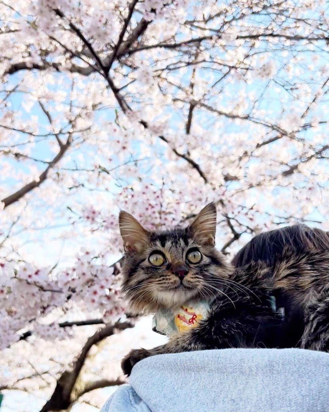 marimon0703__のインスタグラム：「ソルくんがお外に出てるのを見て僕もーっとずっと騒いでたプラム😅  やっと行けて満足😊  おかげさまで術後も順調です。  こうやって元気に過ごせるのもたくさんの方々に支えて頂いているおかげです。  いつもありがとうございます🌸  #cat#catstagram #instacat #catsofinstagram #catoftheday #lovecats #instagramcats #instagram #weeklyfluff #にゃんこ#ねこ#ねこ部#猫#ネコ#ふわもこ部#ペコねこ部#保護猫を家族に #保護猫と暮らす#桜#さくら#サクラ#sakura#cherryblossom#花見」