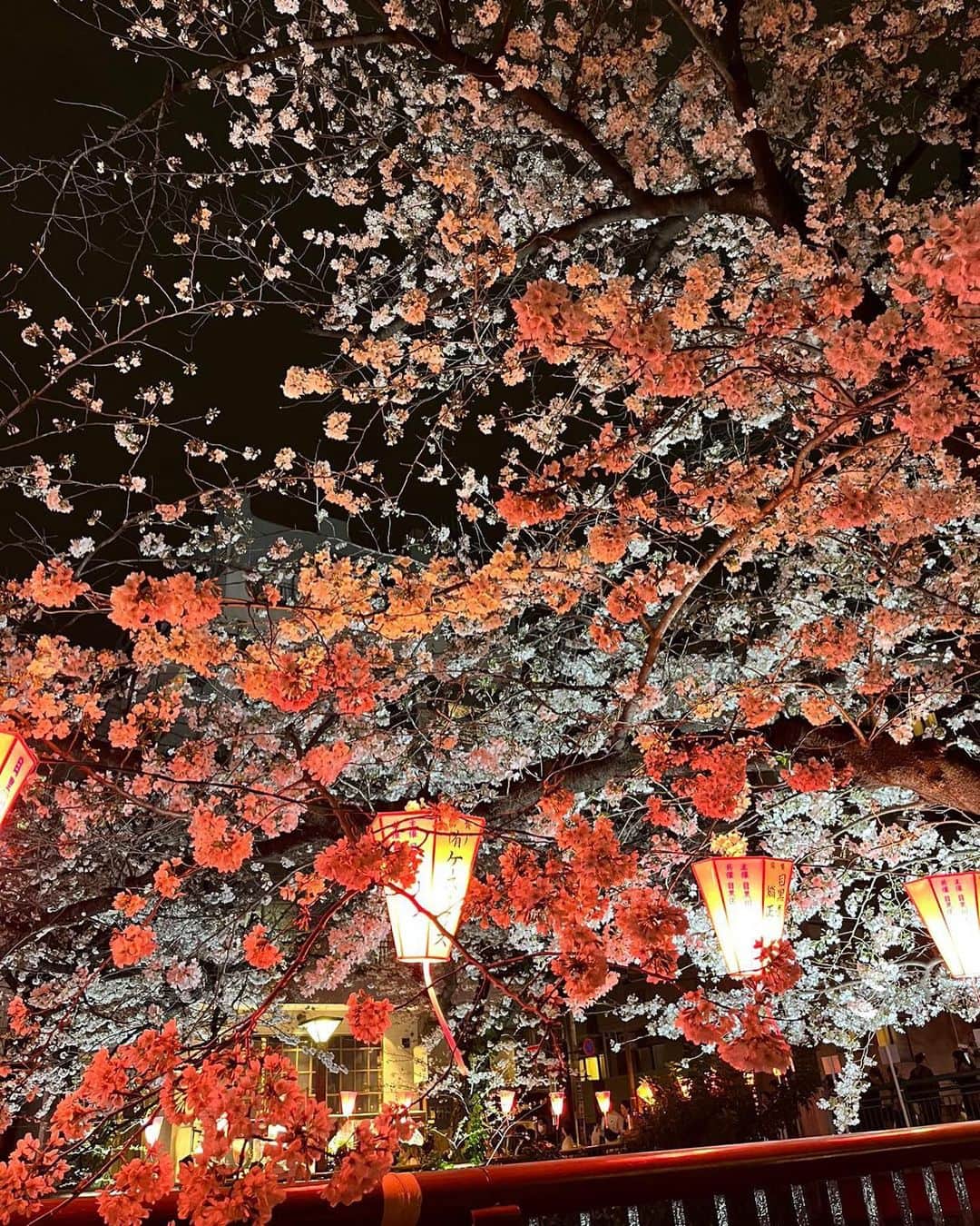 塩谷美佳さんのインスタグラム写真 - (塩谷美佳Instagram)「🌸🇩🇪🍻 . . . . . . #桜スポット #桜ライトアップ #目黒川の桜 #中目黒グルメ #中目黒桜 #お花見散歩 #japantokyo #japancherryblossom #cherryblossom #ohanami #ootdfashion #今日のコーデ #春コーデ #春服 #ootd #桜とビール」3月28日 19時36分 - mkmkass