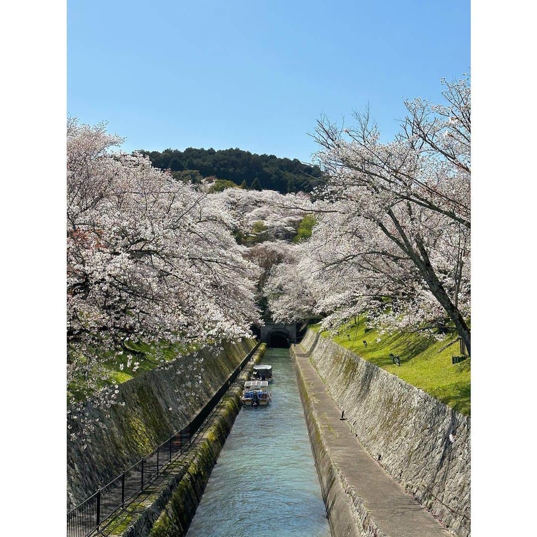 神野友亜さんのインスタグラム写真 - (神野友亜Instagram)「わぁぁぁあ🌸  街の景色がやわらかいですね 皆さんの街はどうですか⁇  #琵琶湖疏水」3月28日 19時43分 - yua_sard