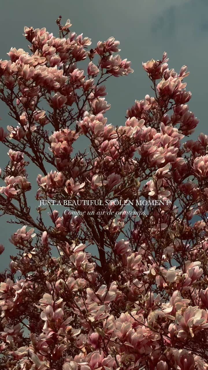 リリー＝ローズ・メロディのインスタグラム：「Just a perfect stolen moment ✨ Oh how I’ve missed those enchanting magnolia trees.   One thing I miss the most since I’ve left France 5 years ago is for sure the changing seasons.  France it’s always good to be back 🫶🏻」