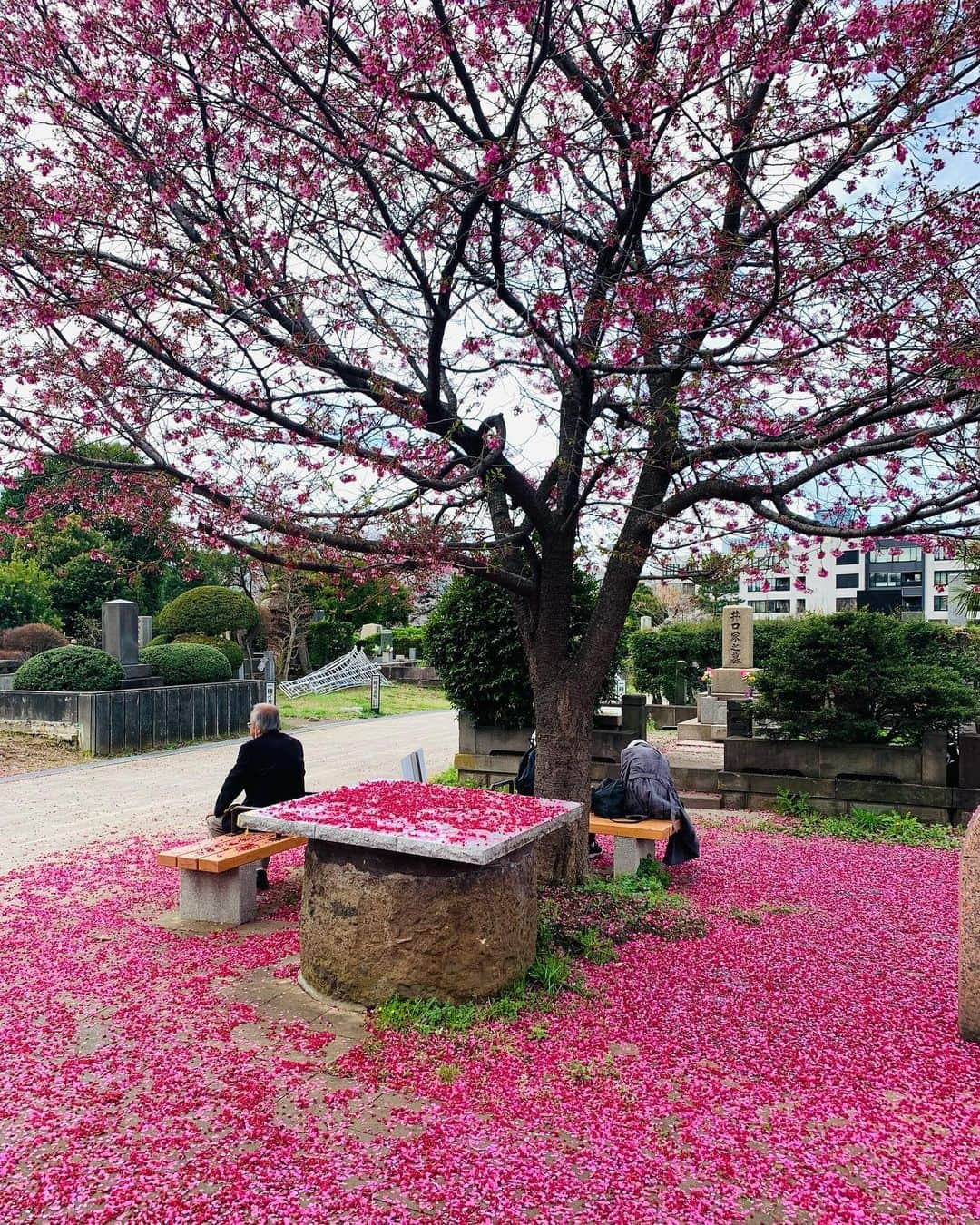 いかりさとみさんのインスタグラム写真 - (いかりさとみInstagram)「🌸🌸🌸🌸」3月28日 19時46分 - satomi_ikari