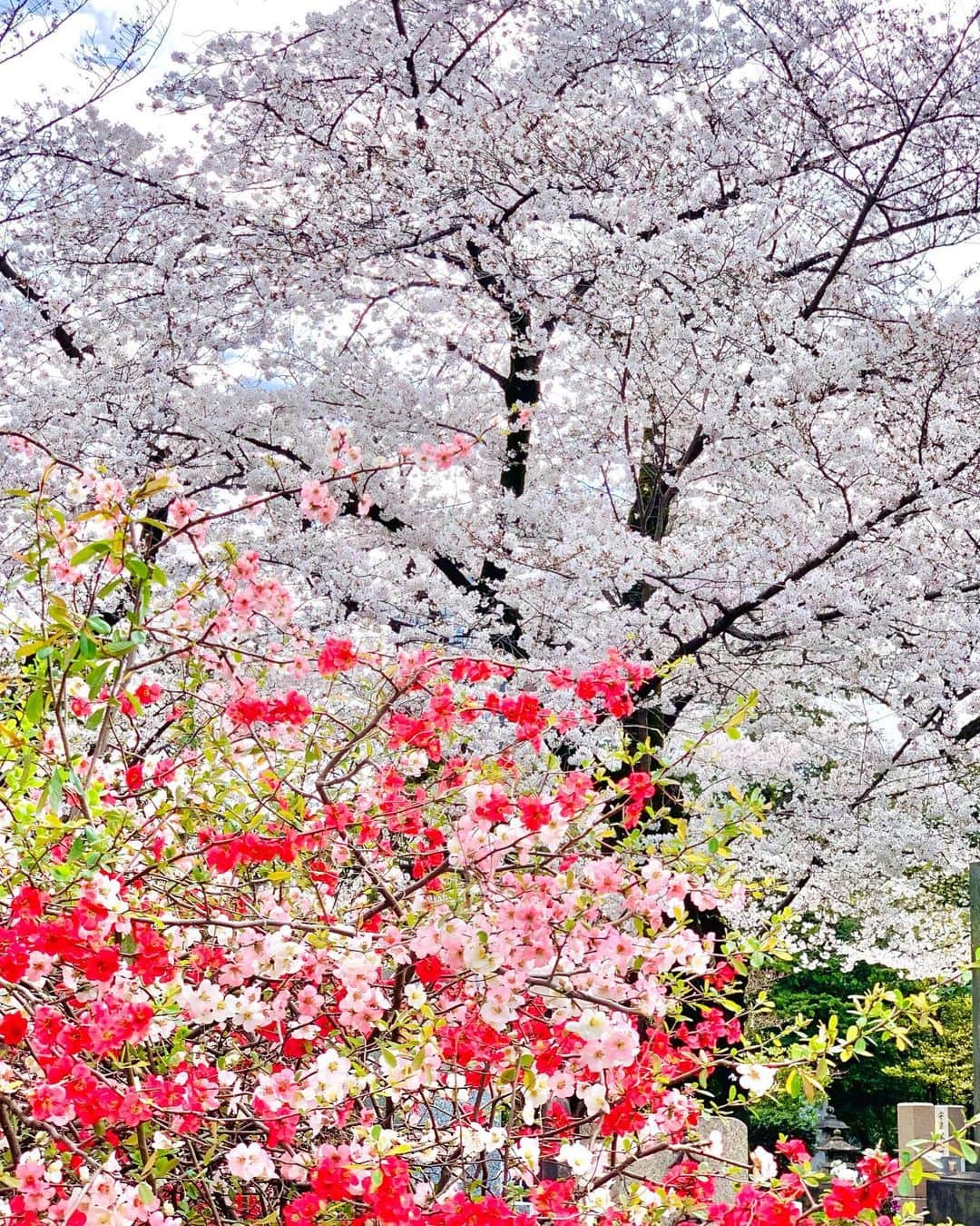 いかりさとみのインスタグラム：「🌸🌸🌸🌸」