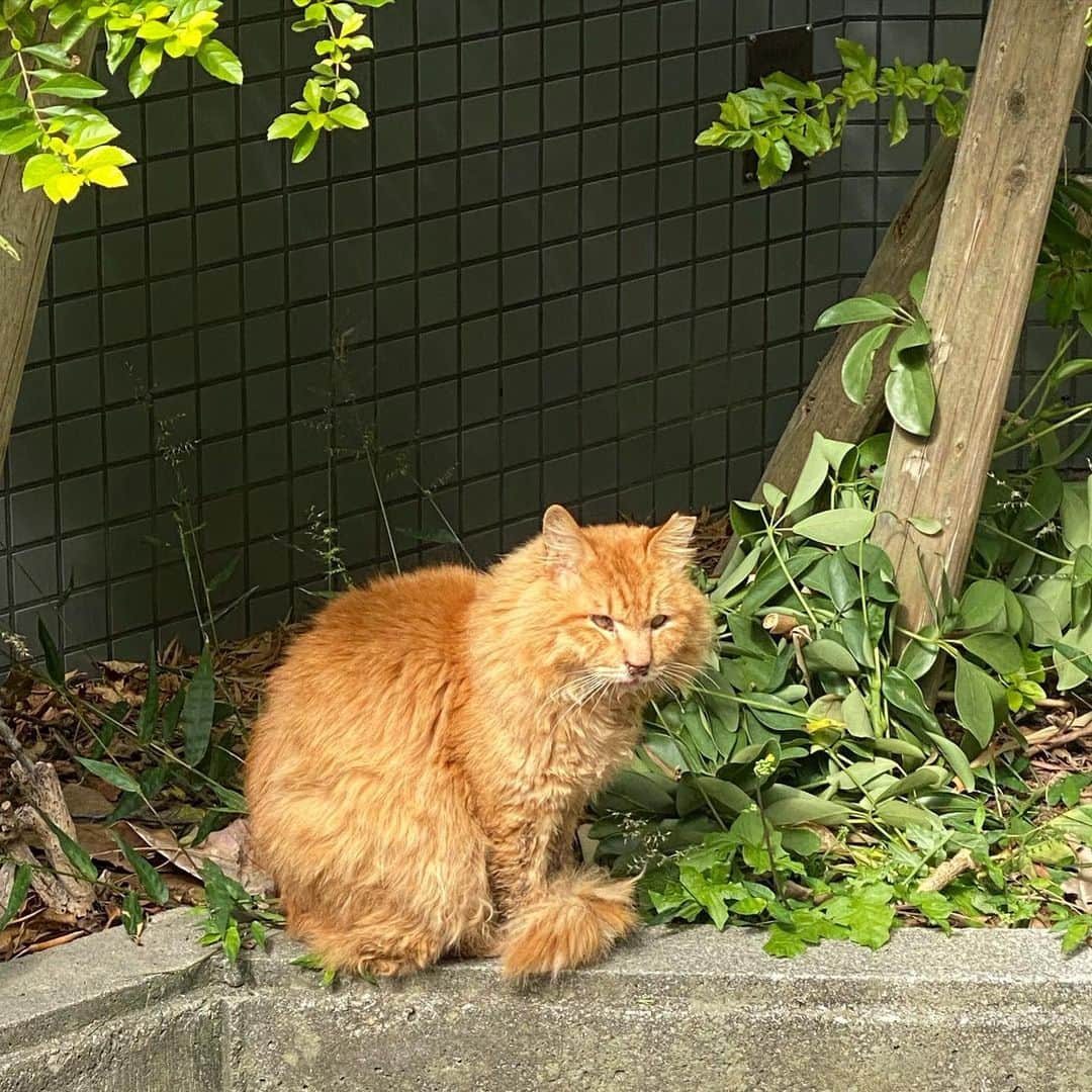猫ひろしさんのインスタグラム写真 - (猫ひろしInstagram)「今週 月曜日、火曜日、水曜日と沖縄遠征ライブ。 ライブは、夜の２ステだけなので、昼間はぶらぶら。  沖縄の猫発見。  なんか目が怖い‼️喧嘩したら負けそう。  #沖縄　#猫ひろし」3月28日 19時49分 - cat_hiroshi